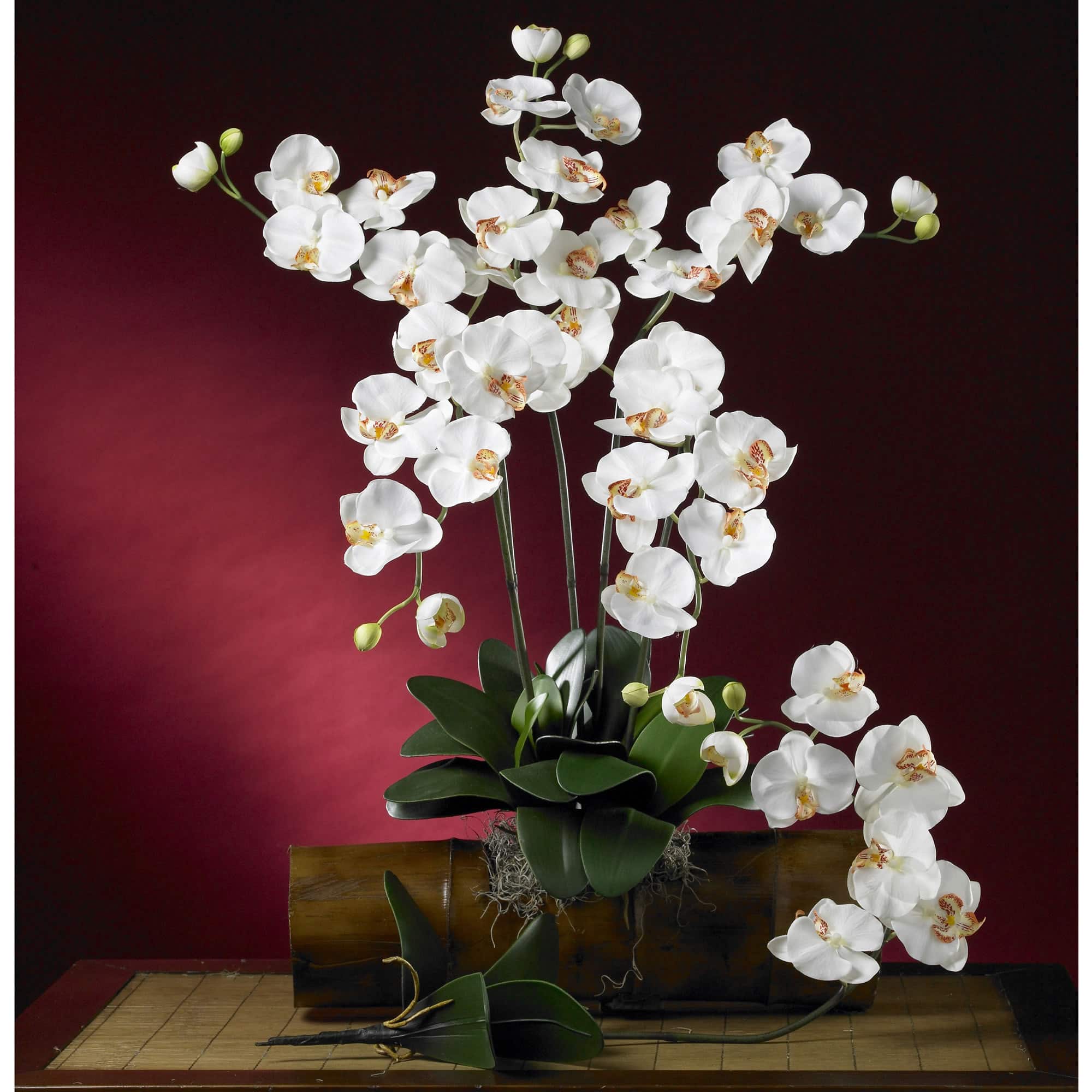 Cream Moth Orchid Stem, 6ct.
