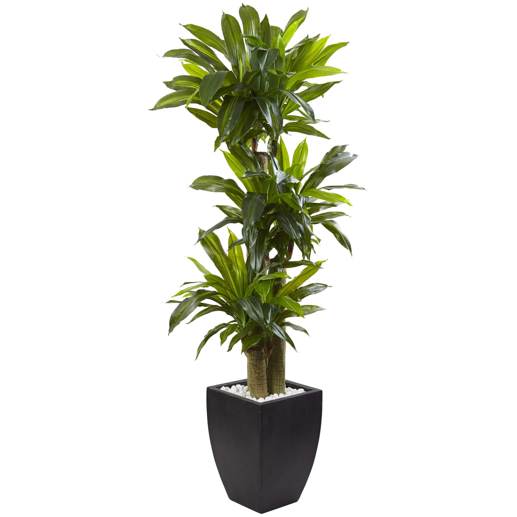 5.5ft. Corn Stalk Dracaena in Black Wash Planter