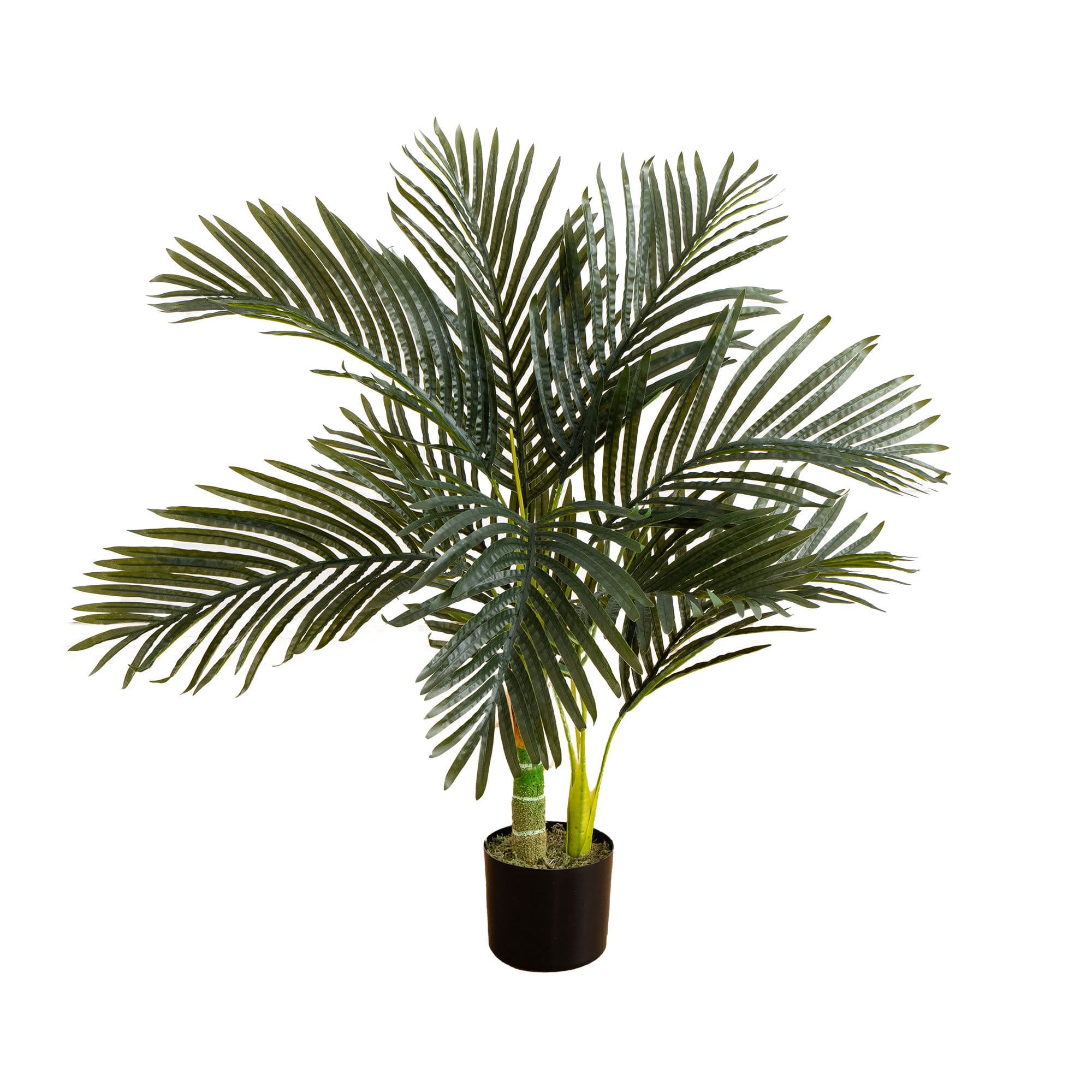 3ft. Potted Golden Cane Palm Tree