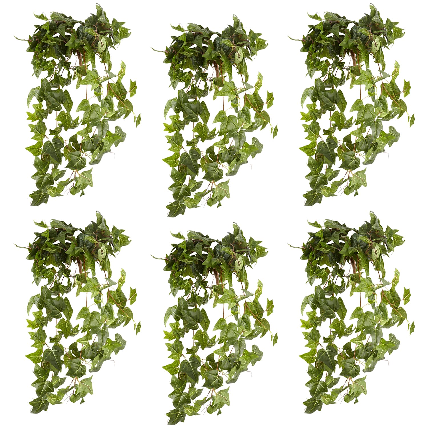 6 Pack: German Ivy Bush by Ashland®