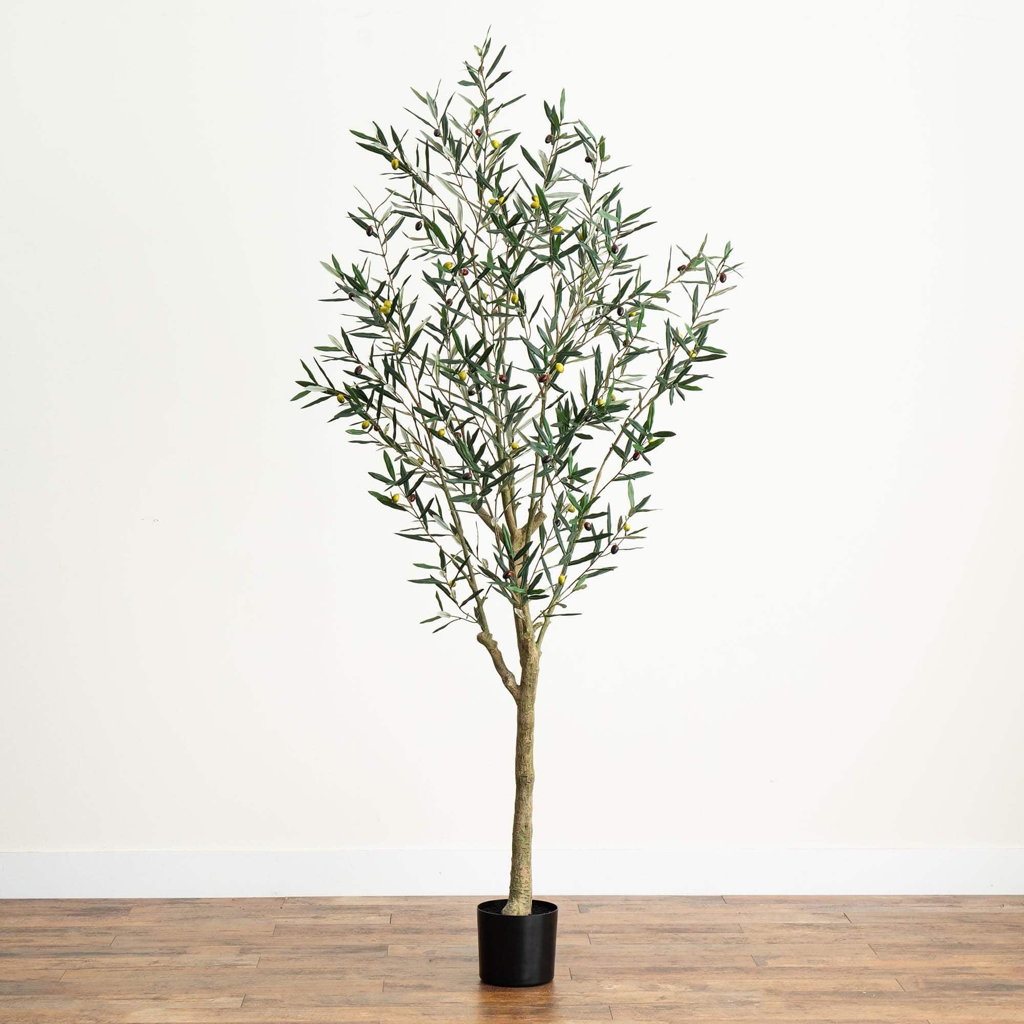 7ft. Potted Greco Olive Tree