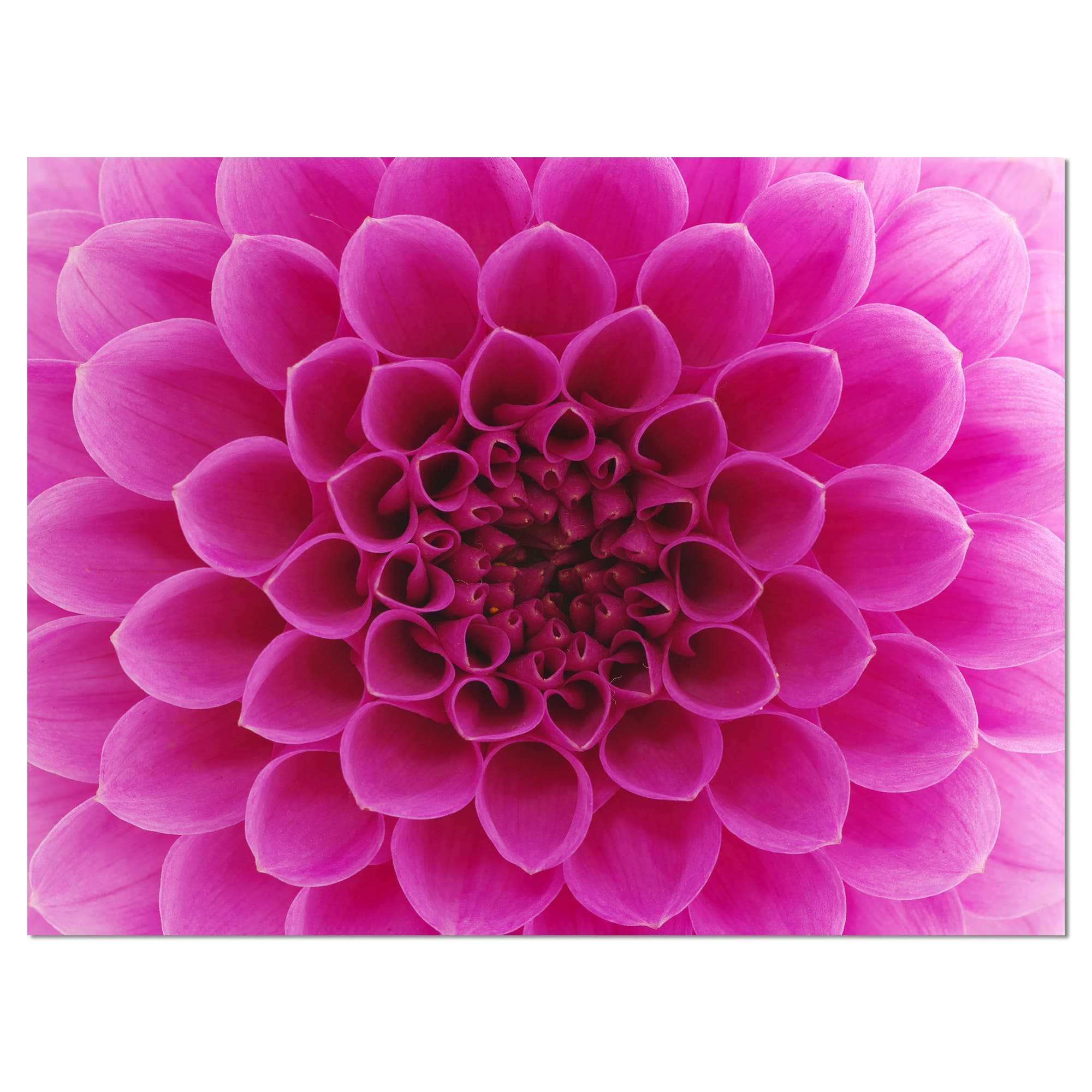 Designart - Dark Pink Abstract Flower Petals