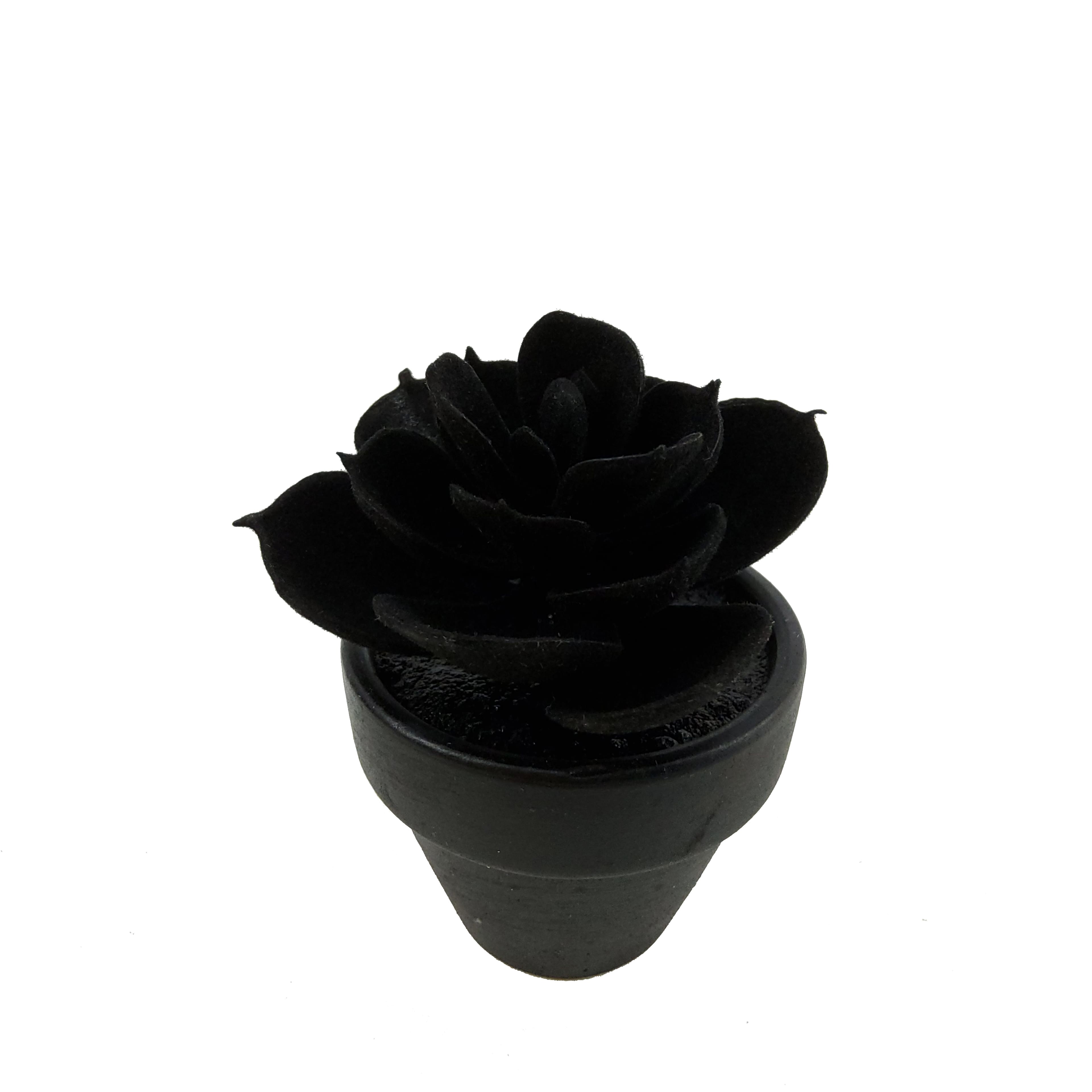 Assorted Mini Black Potted Succulent, 1pc. by Ashland®