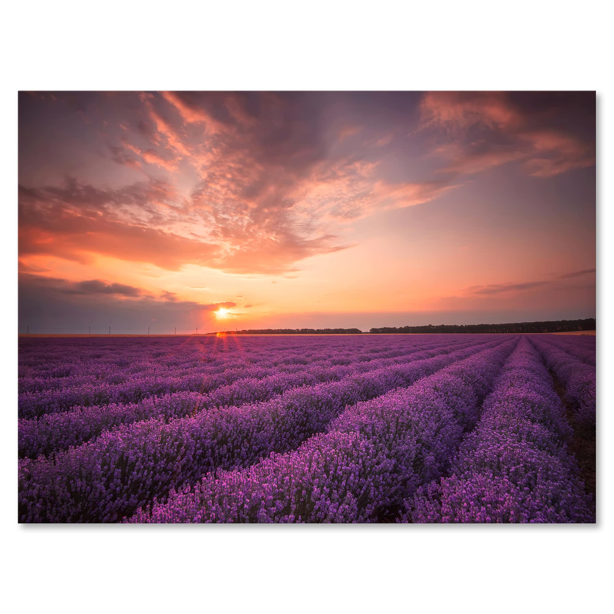Designart - Sunrise & Dramatic Clouds Over Lavender Field XII - Farmhouse Canvas Wall Art Print