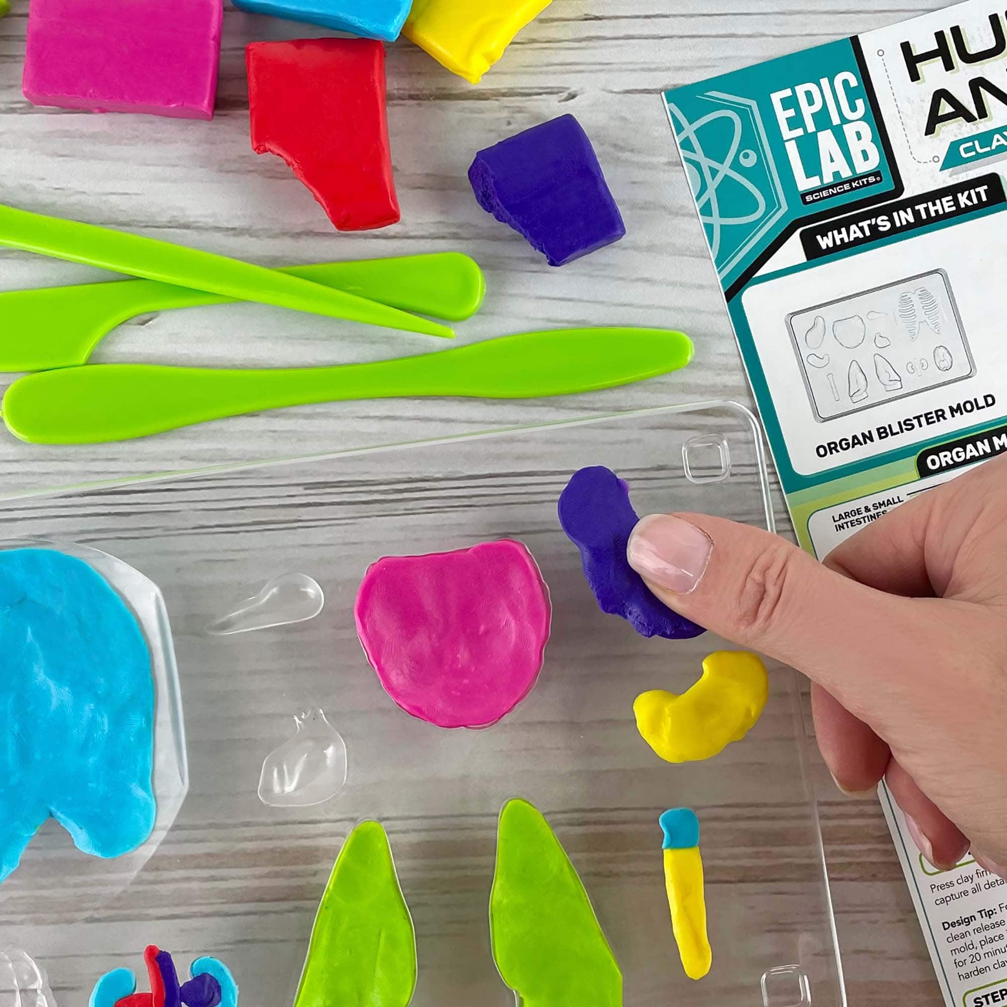 ArtSkills® Epic Lab Human Anatomy STEM Kit