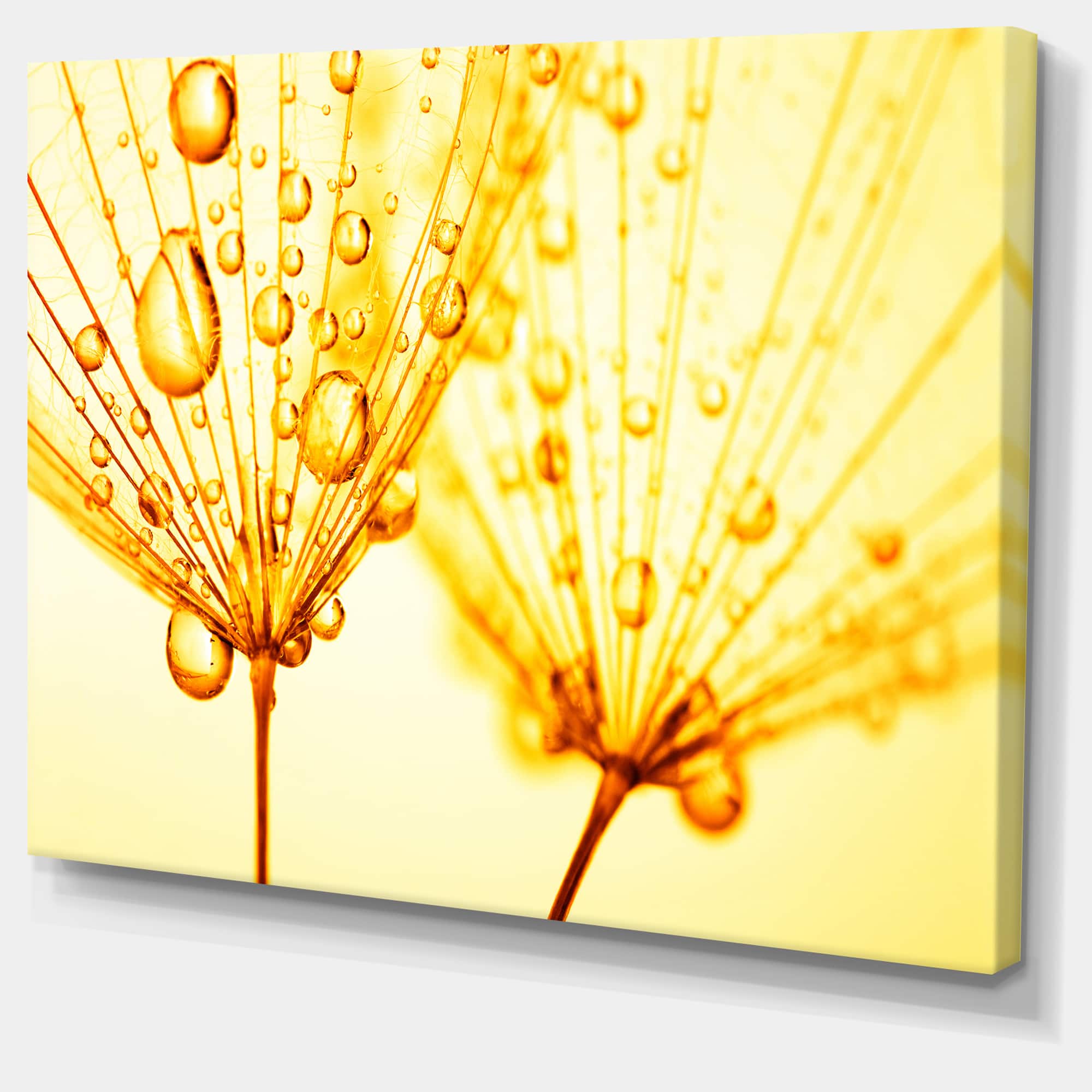 Designart - Dandelion Seeds with Water Drops - Floral Canvas Art Print