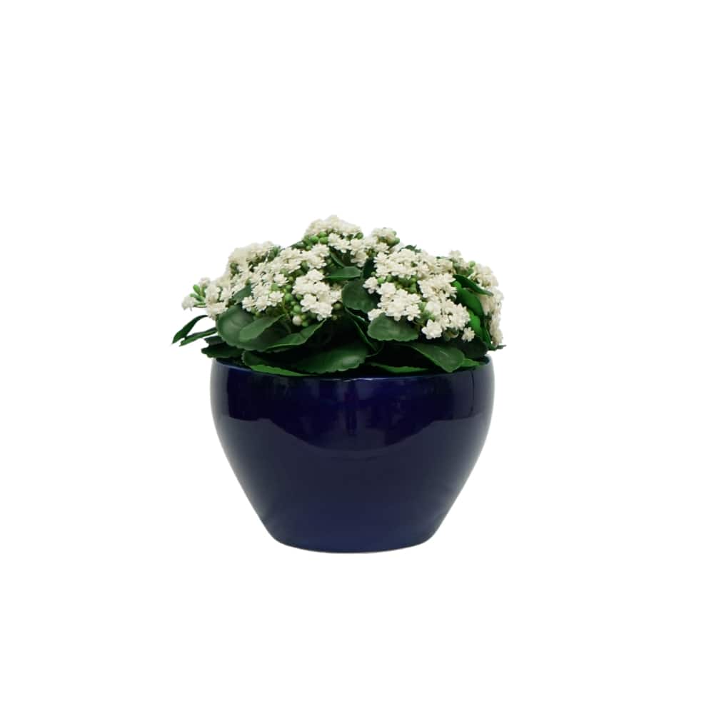 House of Silk Flowers 15" Faux White Kalanchoe in Navy Blue Ceramic Cachepot Arrangement