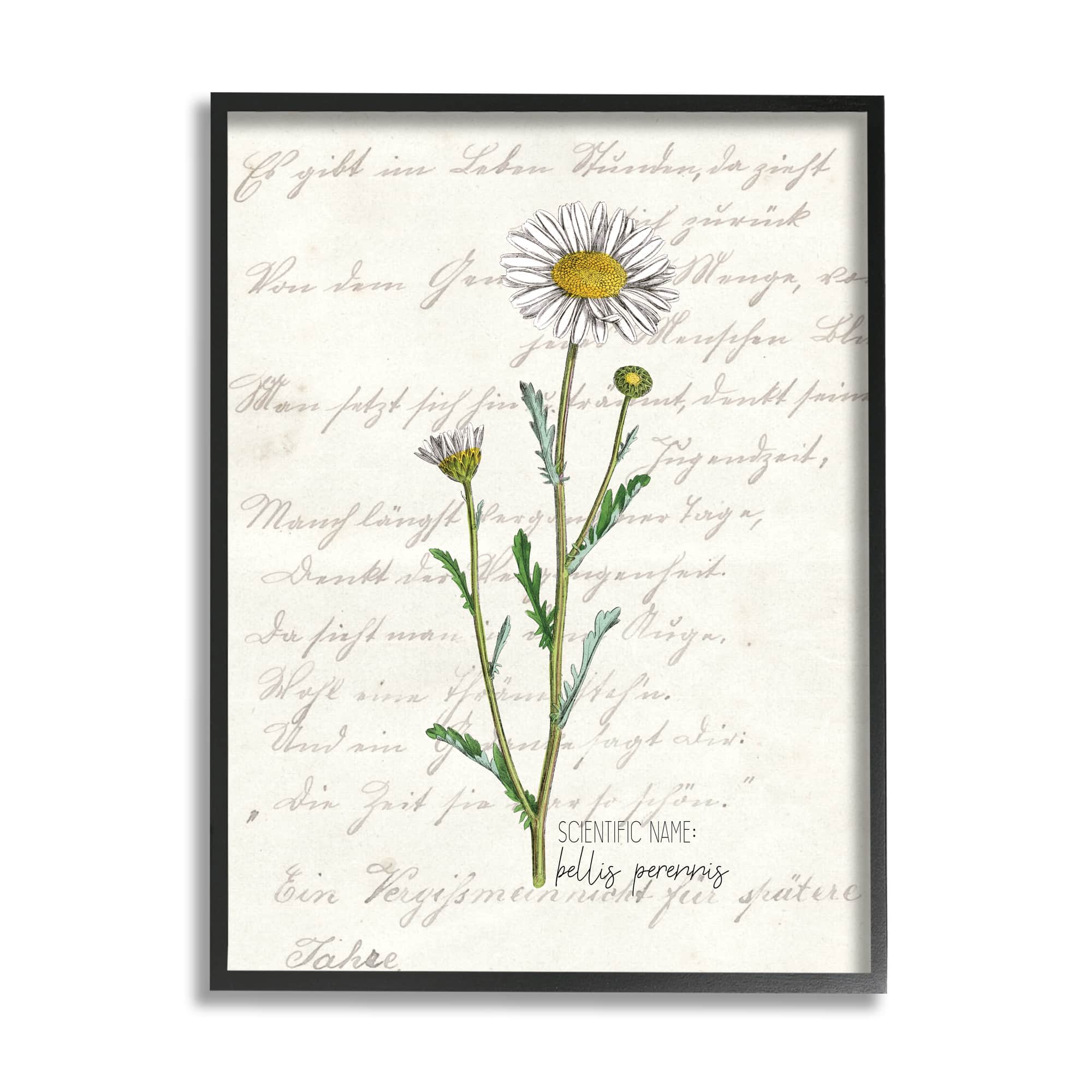 Stupell Industries Vintage Daisy Illustration Latin Script Study in Black Frame Wall Art