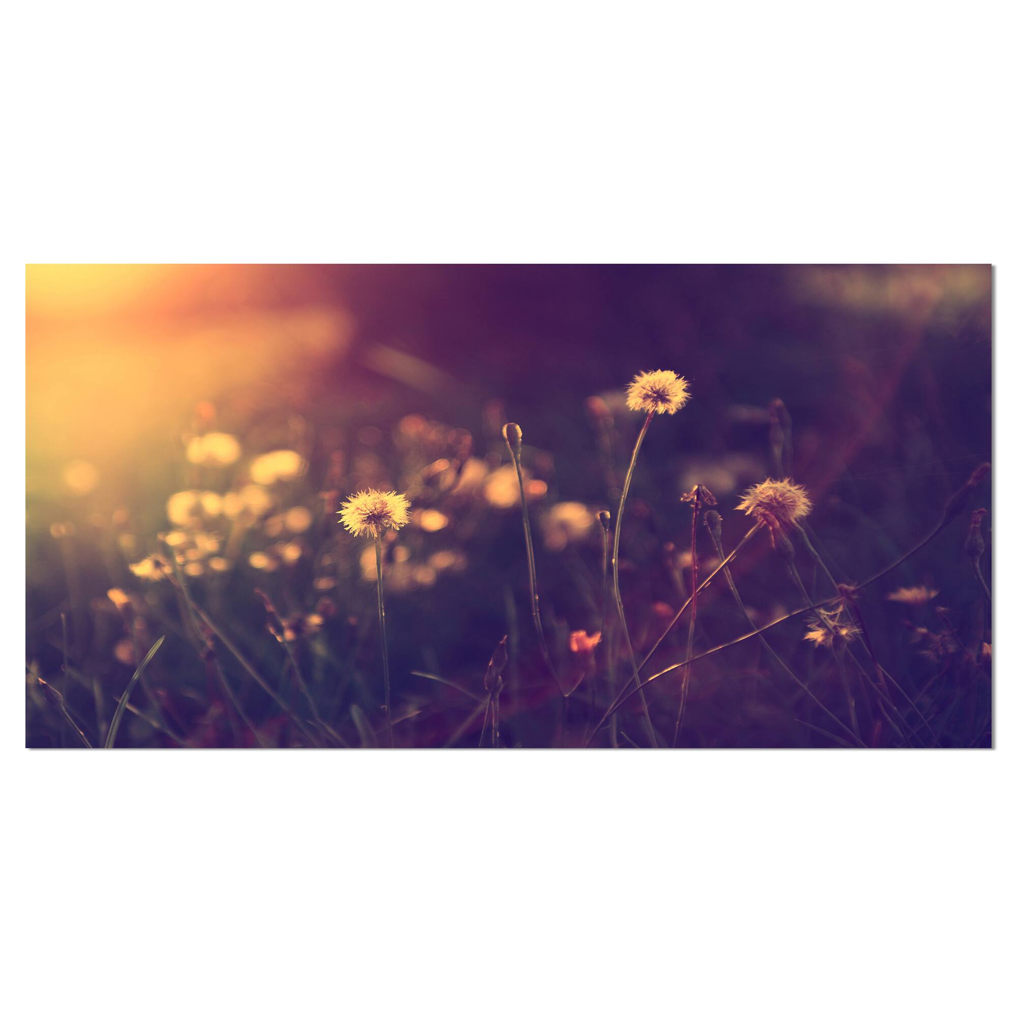 Designart - Vintage Dandelion Meadow Photo - Large Floral Canvas Art Print