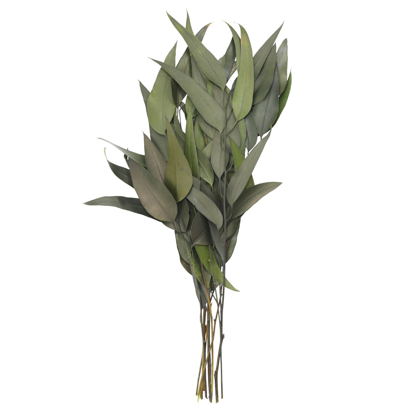 12 Pack: 21" Green Willow Eucalyptus by Ashland®