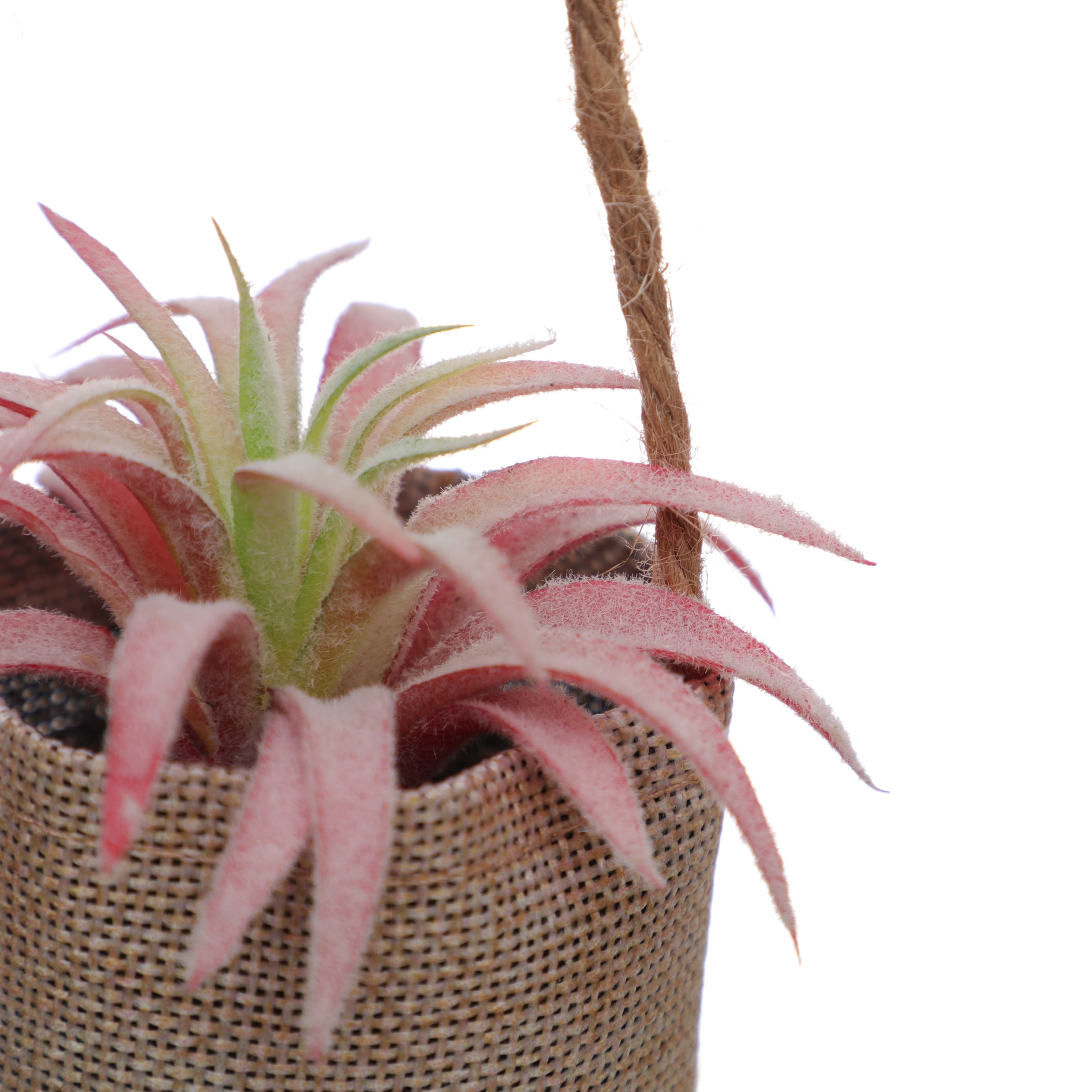 6" Tilandsia in Hanging Pink Planter by Ashland®