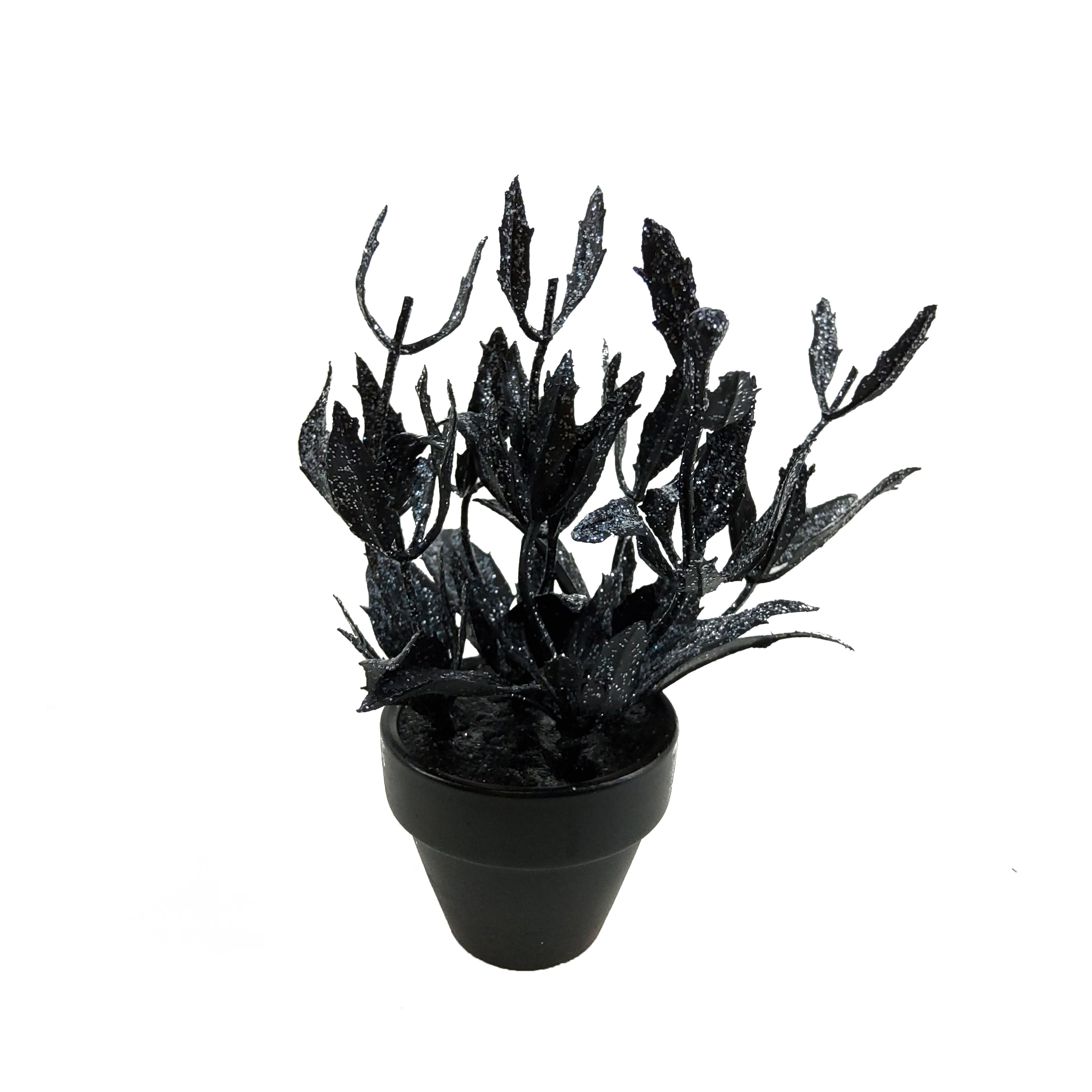 Assorted Mini Black Potted Succulent, 1pc. by Ashland®