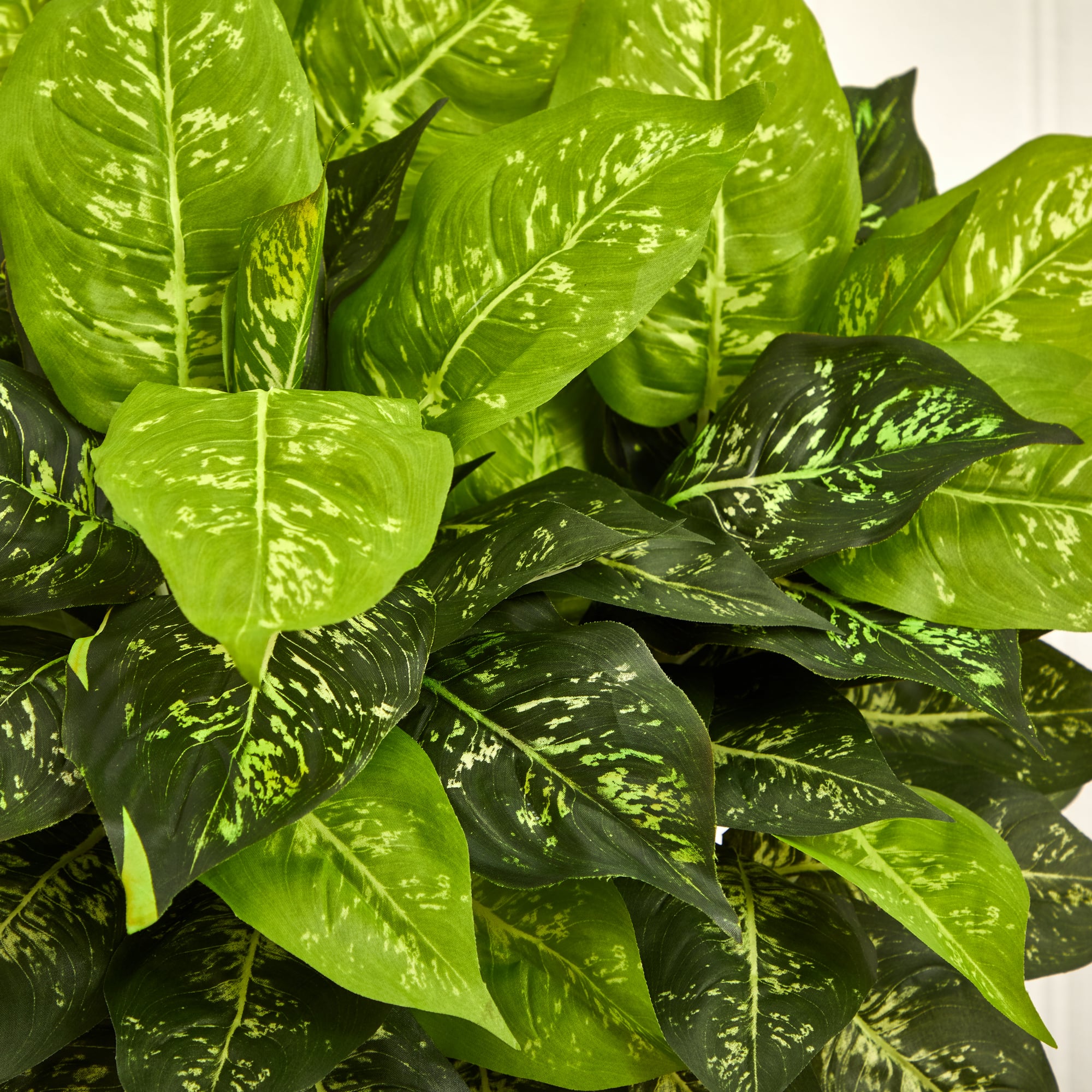 2.5ft Dumb Cane Plant in White Planter