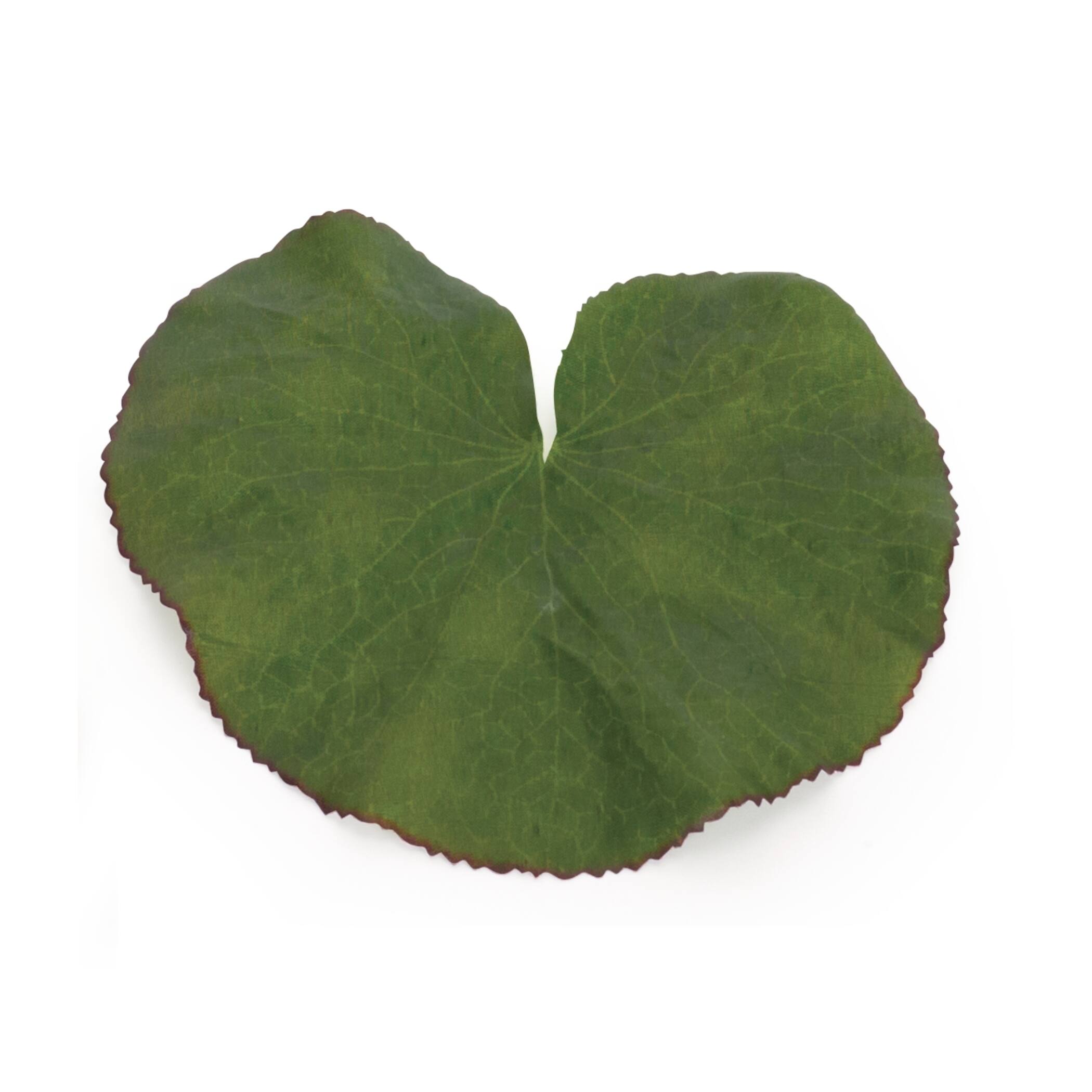 Assorted Bag of Leaf Filler