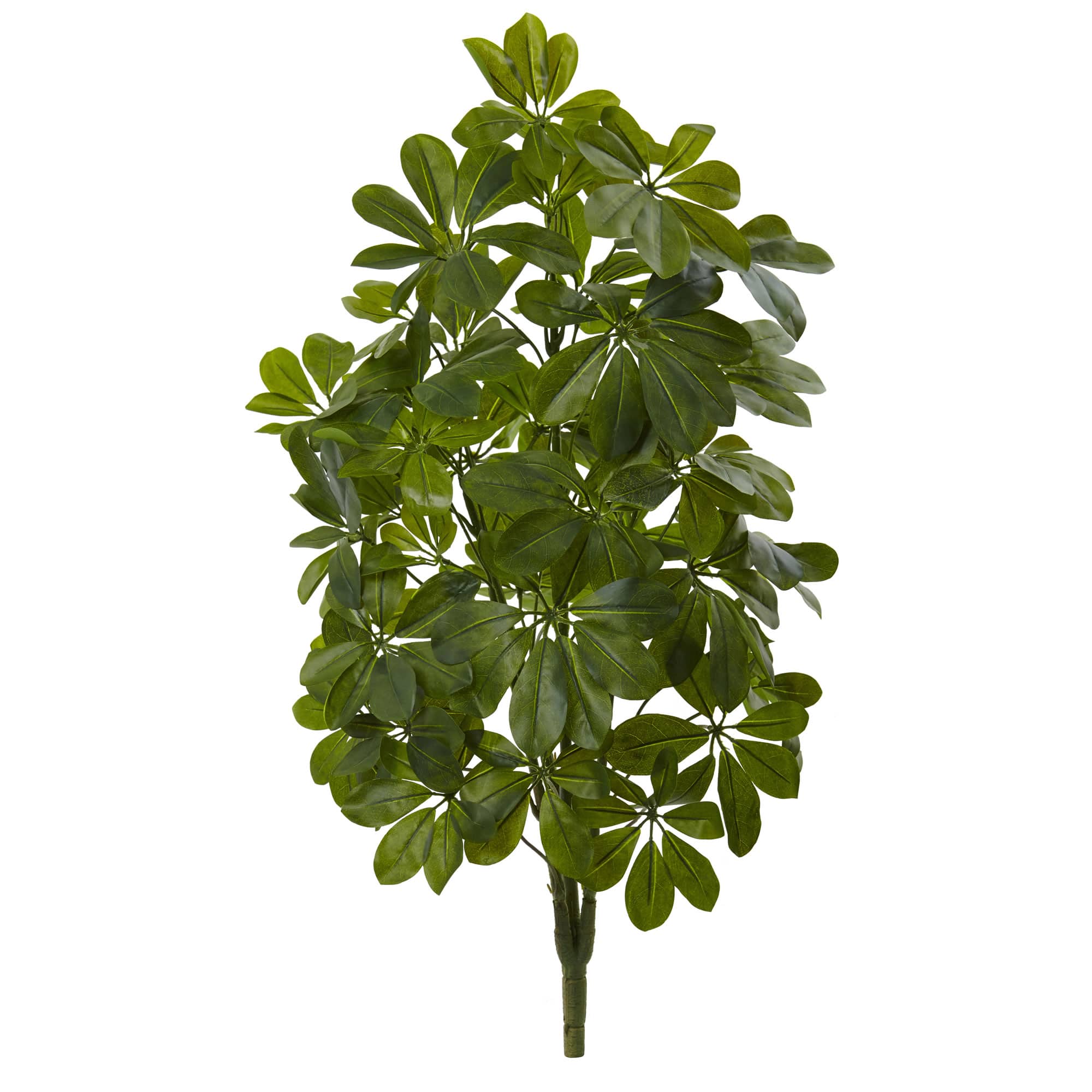 Green Baby Umbrella Plant, 2ct.