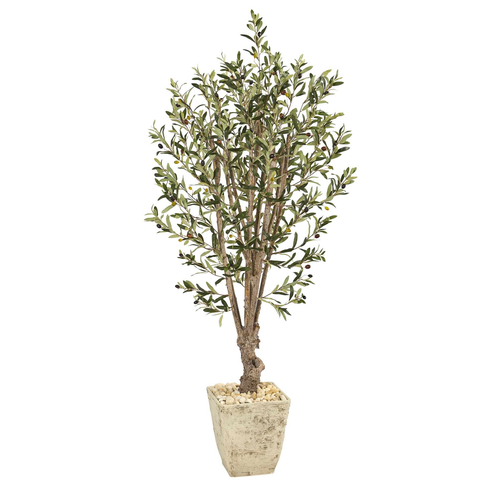 5ft. Olive Tree in Country White Planter