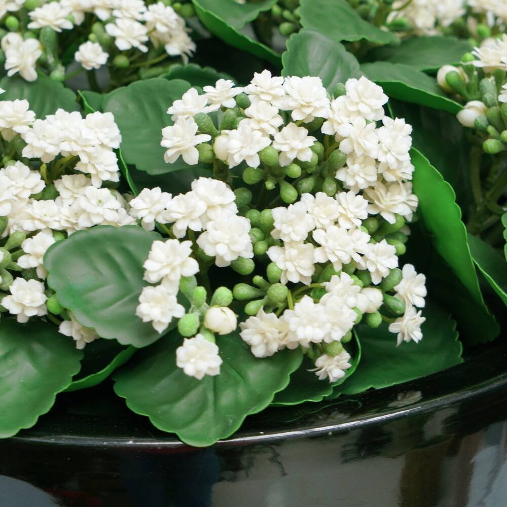 House of Silk Flowers 21" Faux White Kalanchoe in Black Ceramic Bowl Arrangement