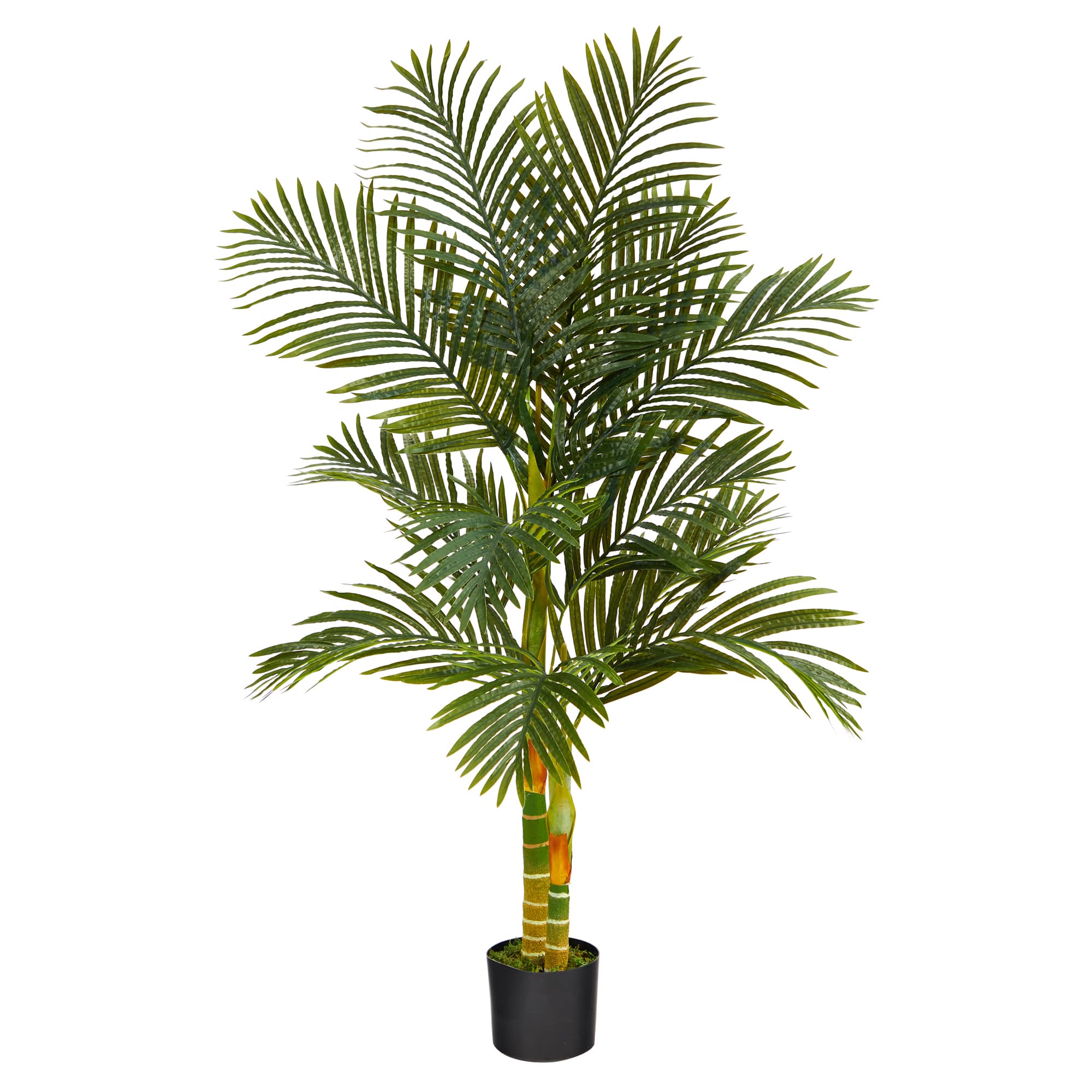 5ft. Potted Golden Cane Palm Tree
