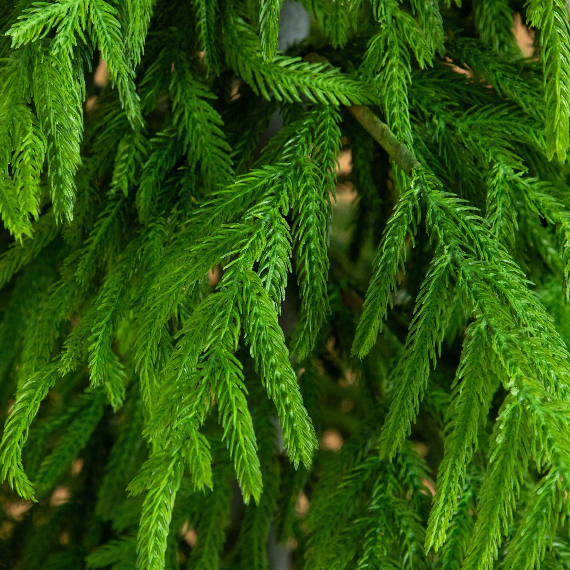 6ft. Unlit Norfolk Island Pine Real Touch Christmas Tree