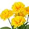 12" Carnation Bush by Ashland®
