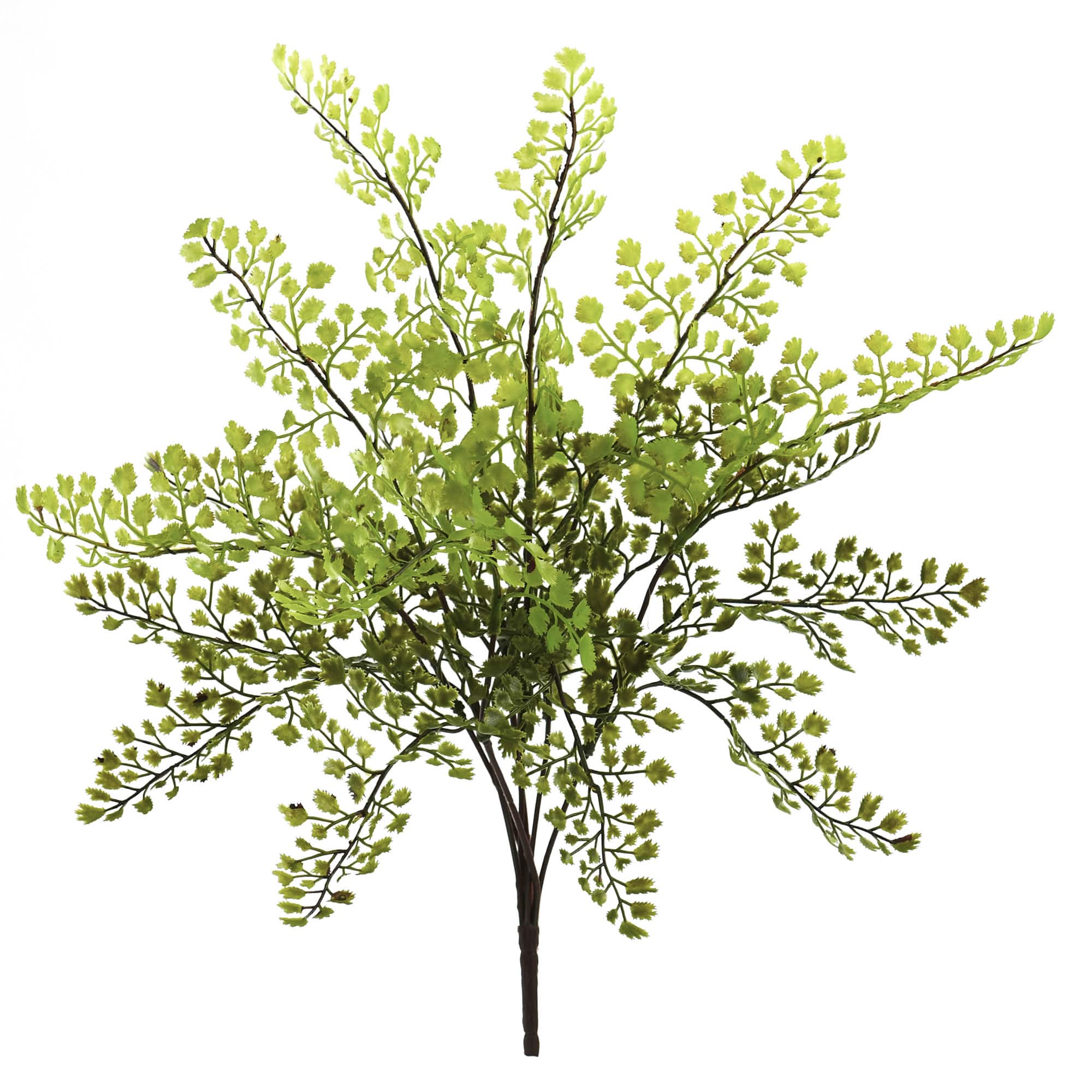 Maiden Hair Fern Spray, 12ct.