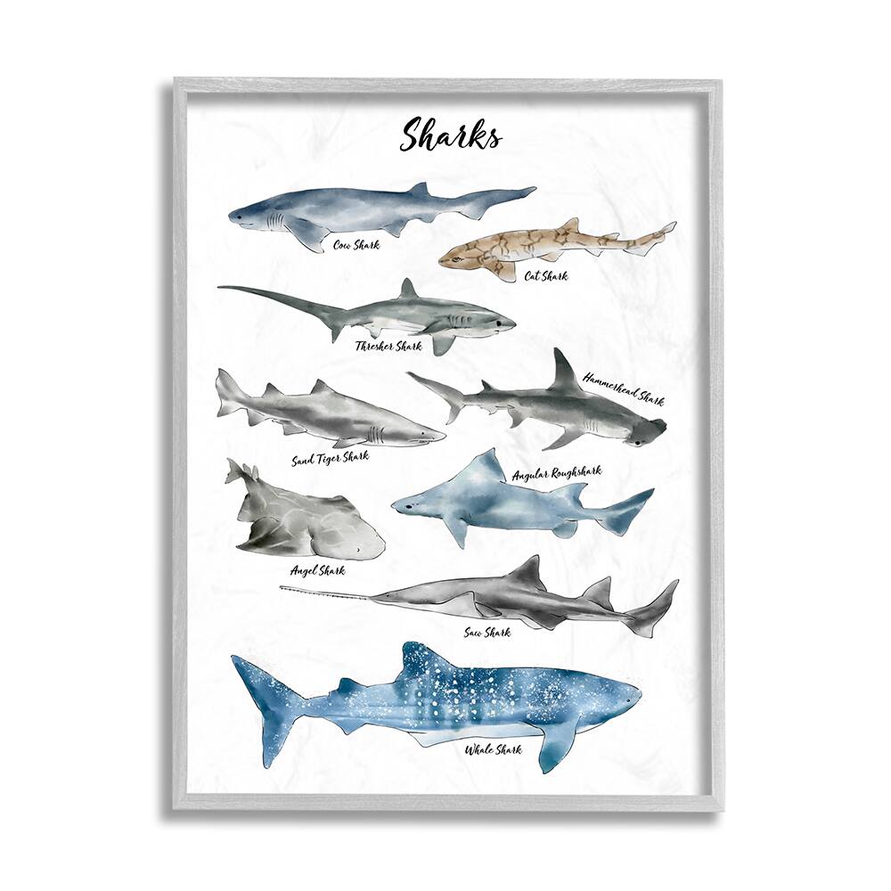 Stupell Industries Nautical Shark Chart Watercolor Marine Animals Framed Wall Art
