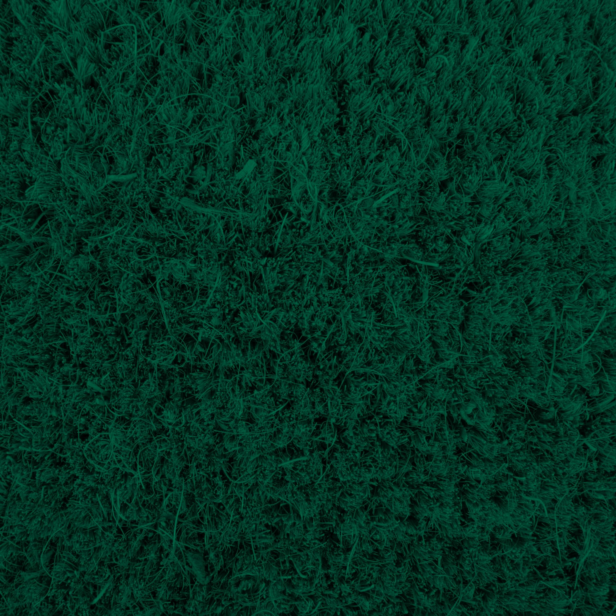 DII® Poinsettias Doormat
