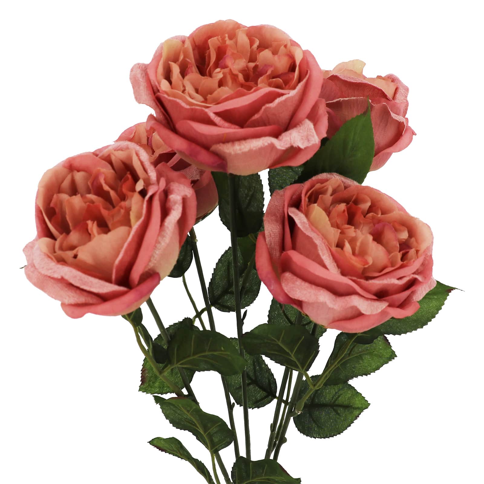 19" Cabbage Rose Bush by Ashland