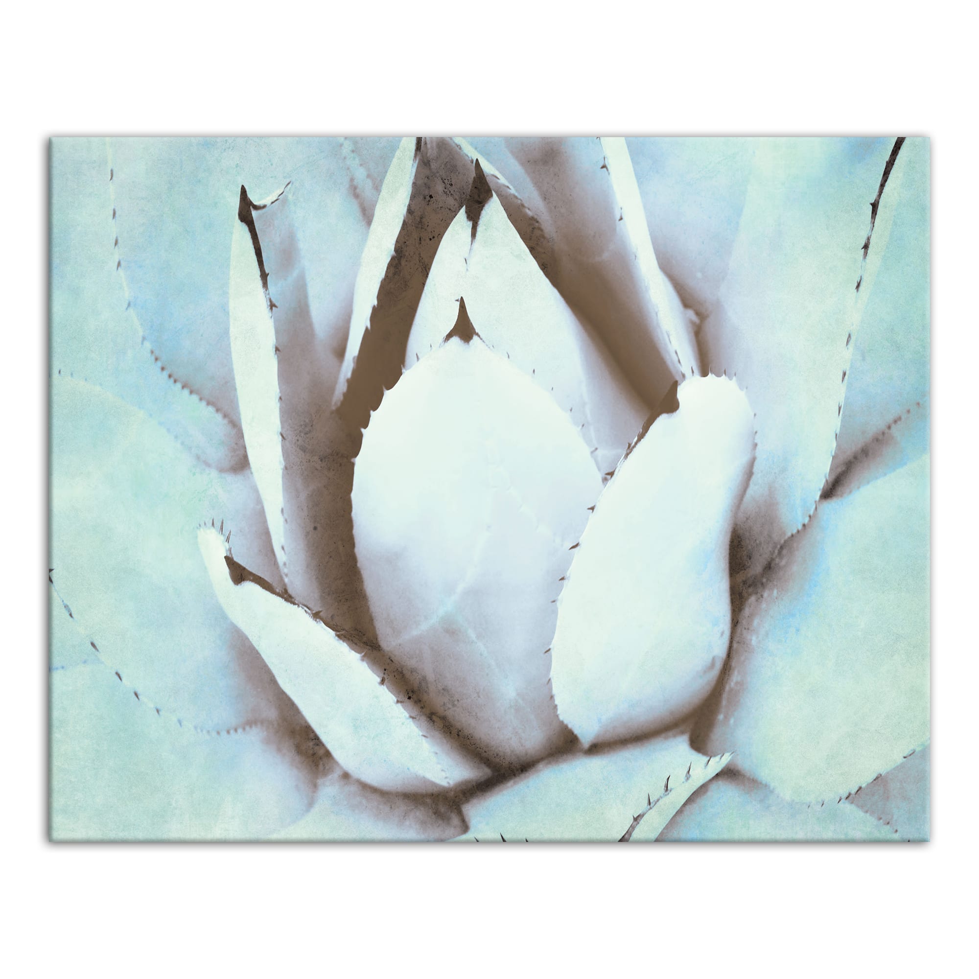 Green Succulent 20" x 16" Canvas Wall Art