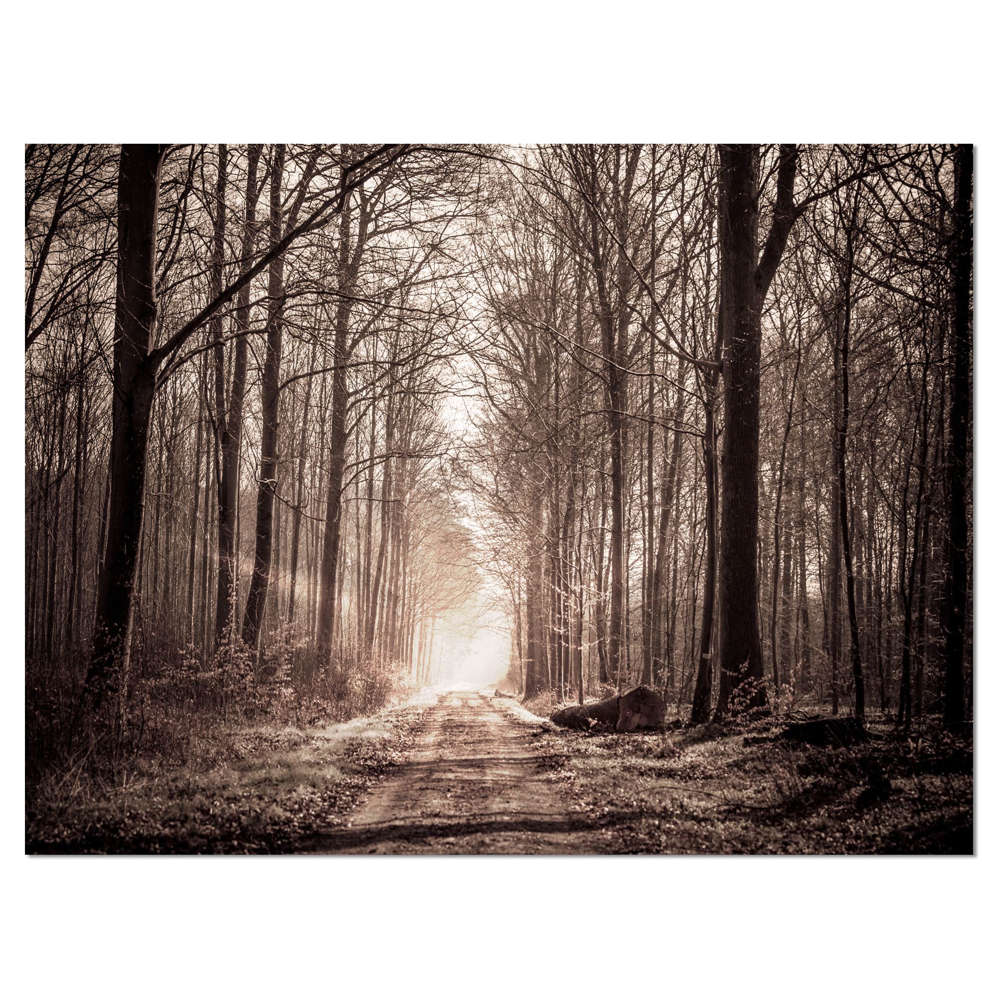 Designart - Forest Trail in Sepia - Landscape Photography Canvas Art Print