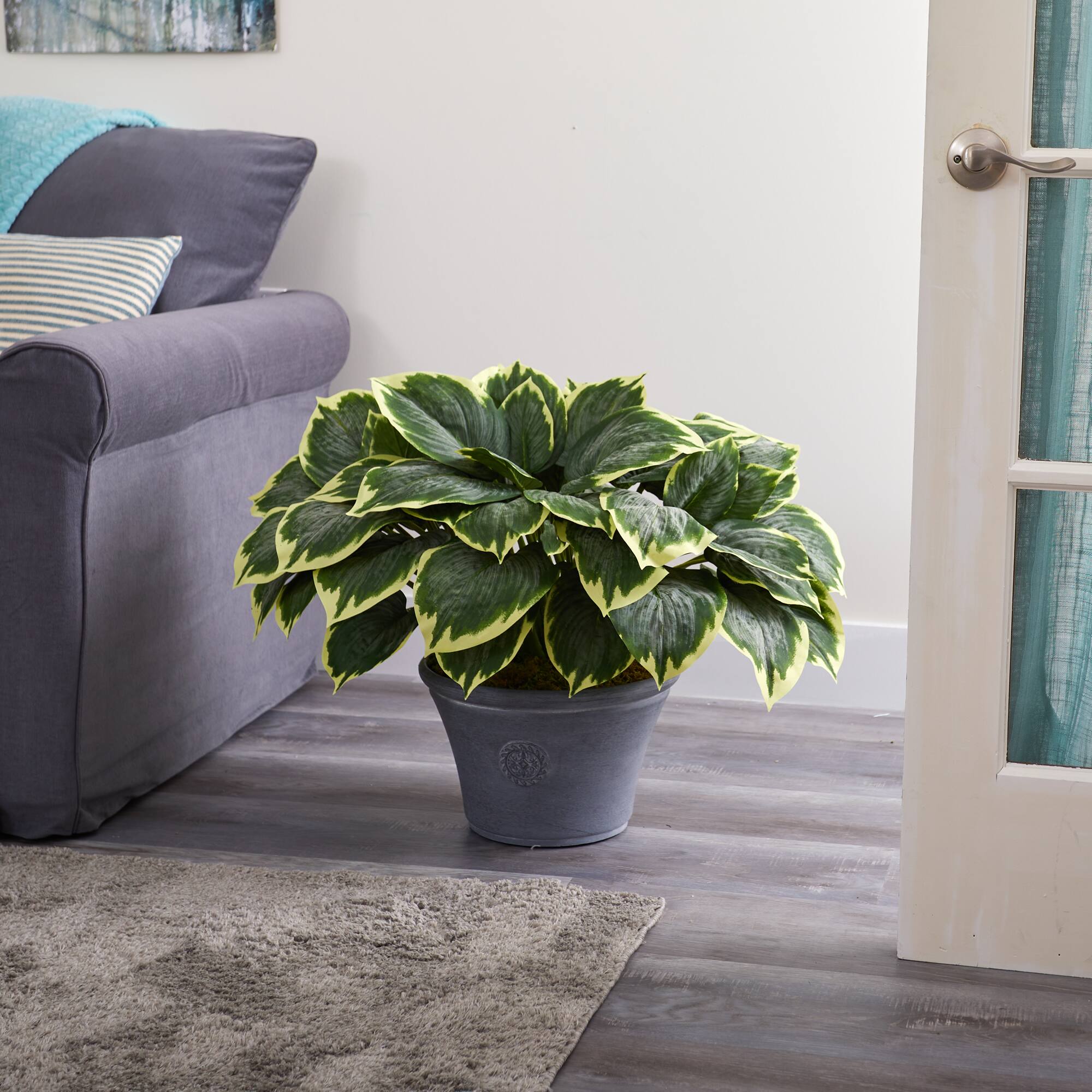 23" Variegated Hosta in Gray Planter