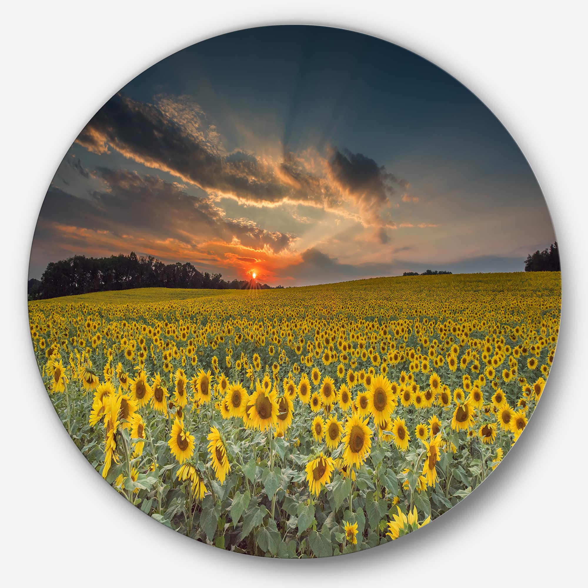 Designart - Sunflower Sunset with Cloudy Sky' Disc Large Landscape Metal Circle Wall Art