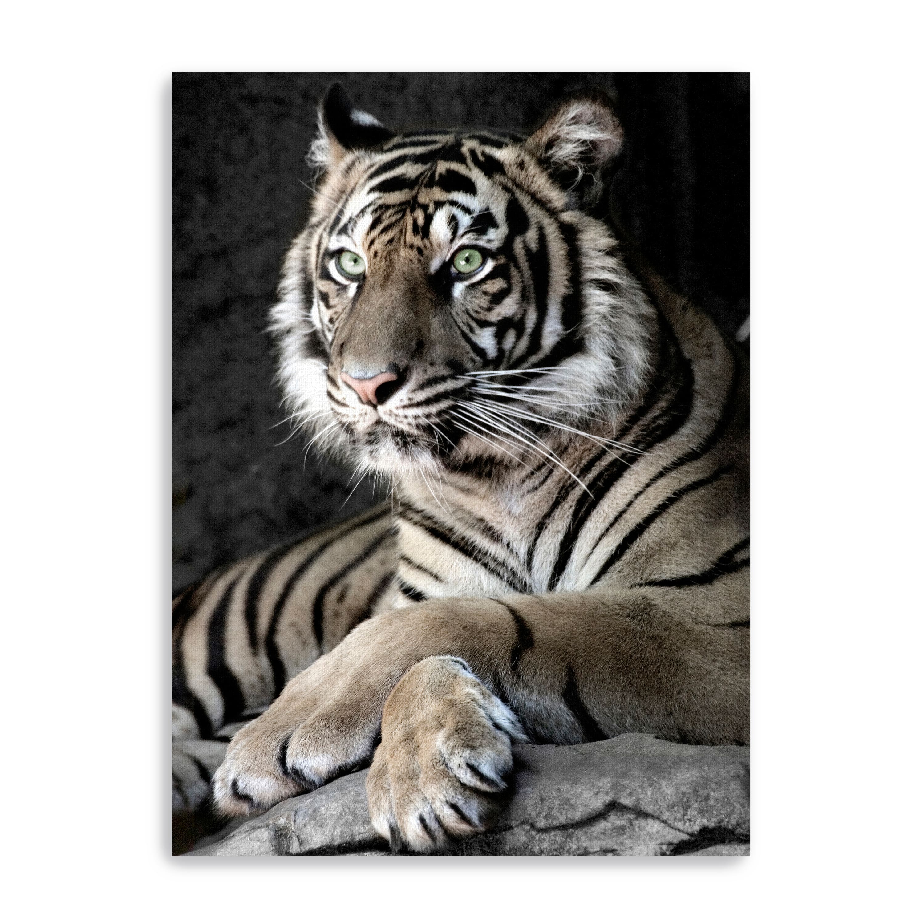 Sumatran Tiger Canvas Giclee