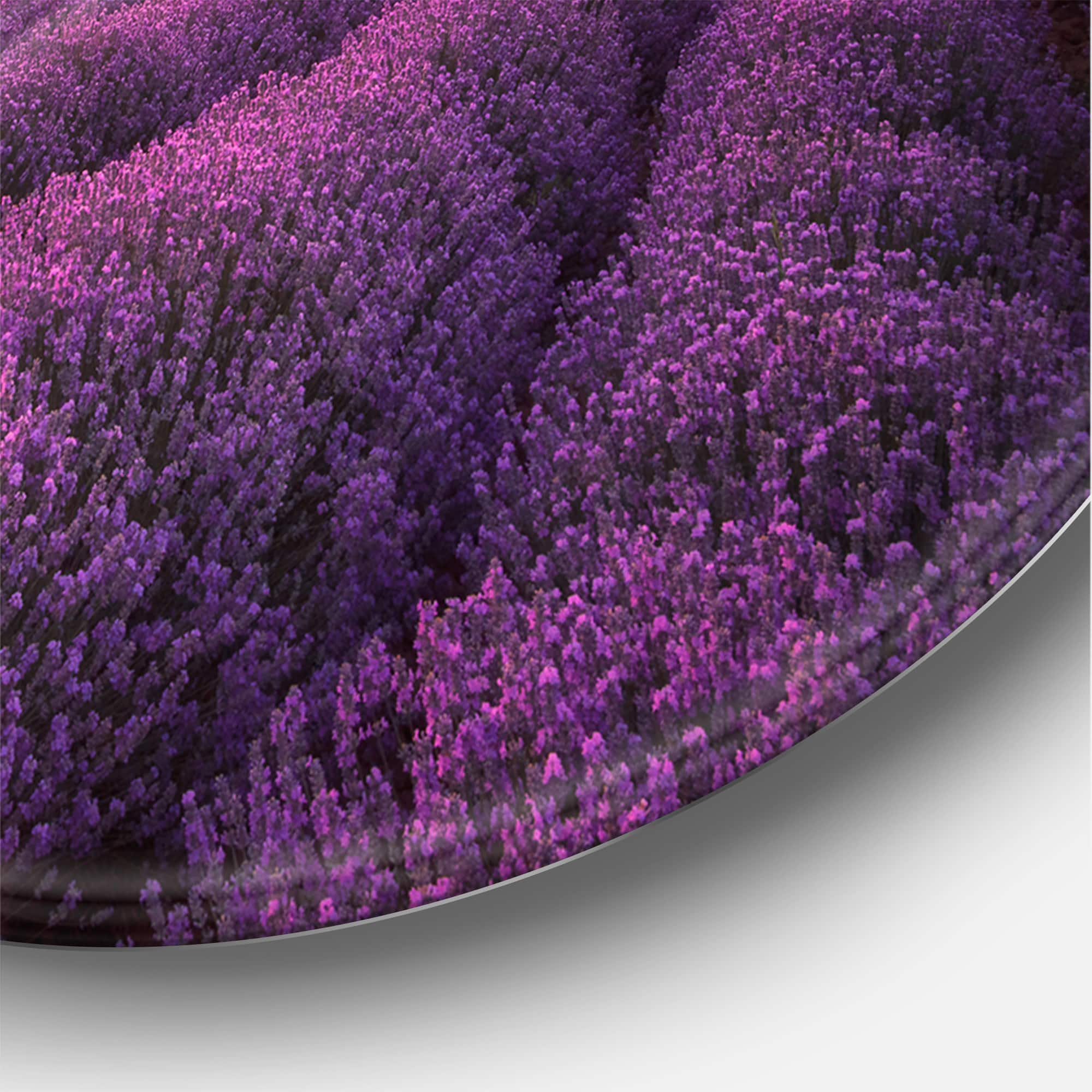 Designart - Sunrise & Dramatic Clouds Over Lavender Field XII - Farmhouse Metal Circle Wall Art