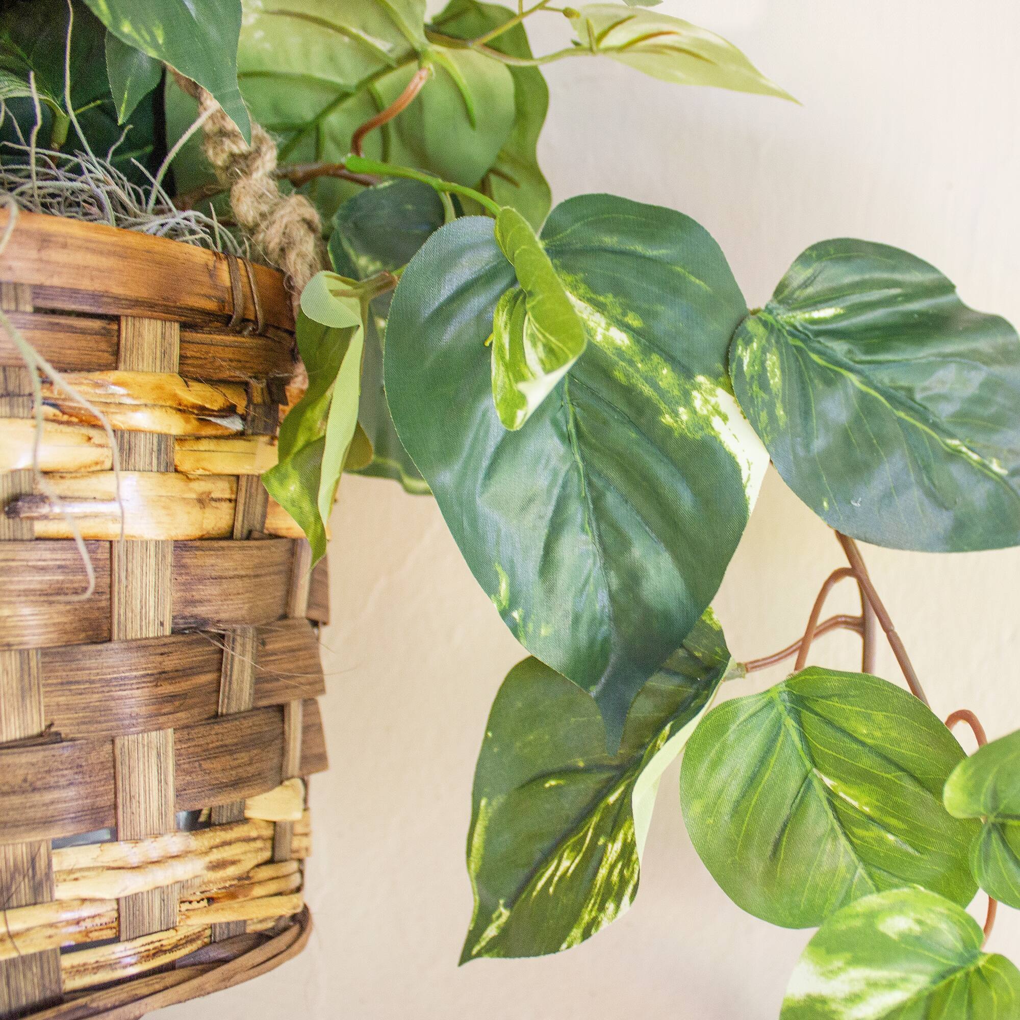 2ft. Pothos In Hanging Basket