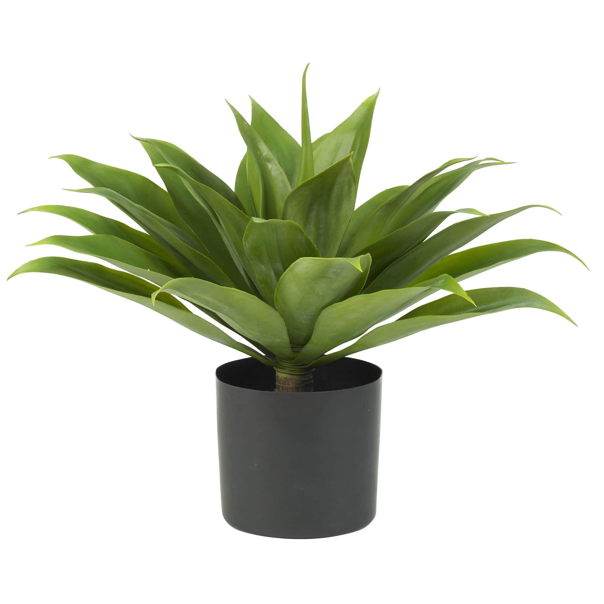 2ft. Potted Agave Plant