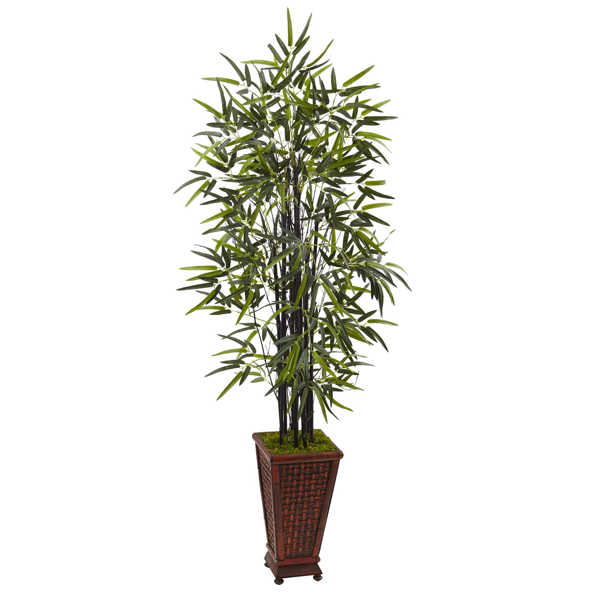 5.5ft. Black Bamboo Tree in Decorative Planter