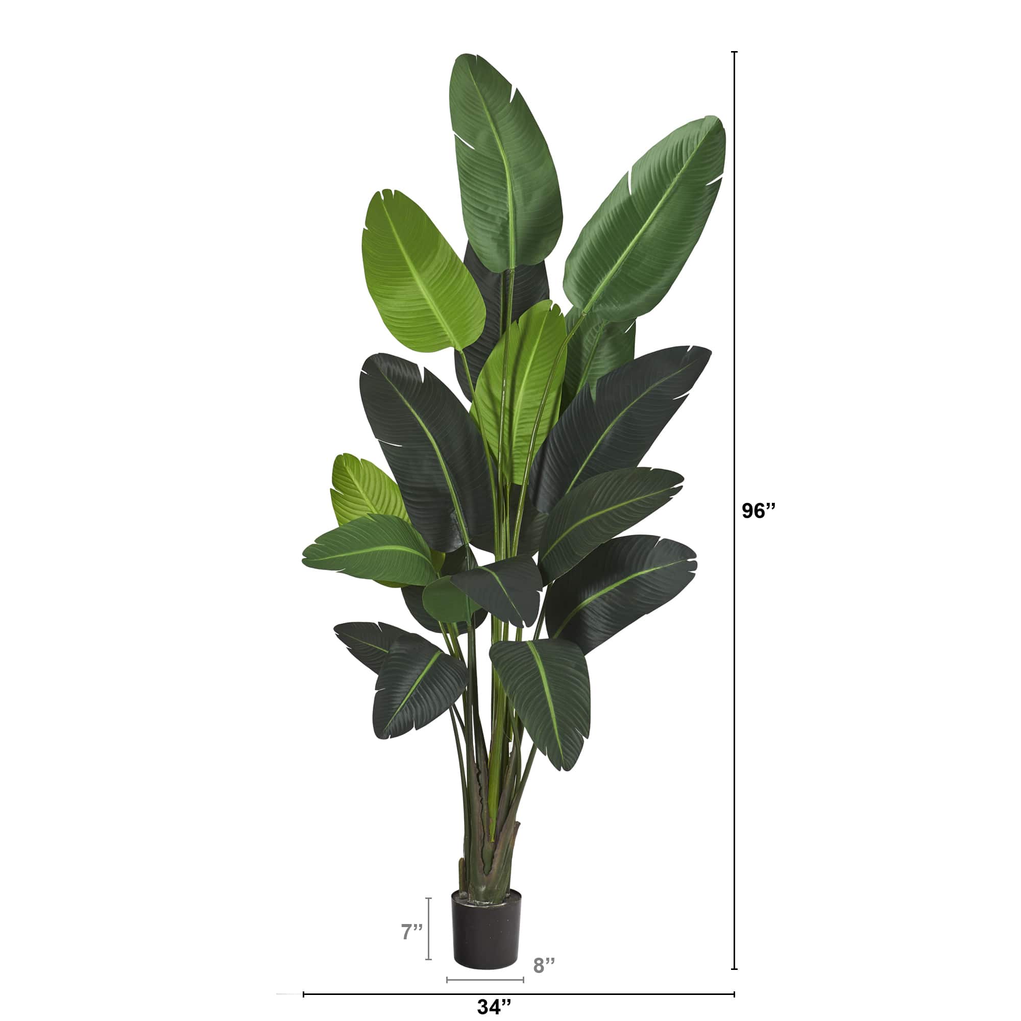 8ft. Potted Travelers Palm Tree