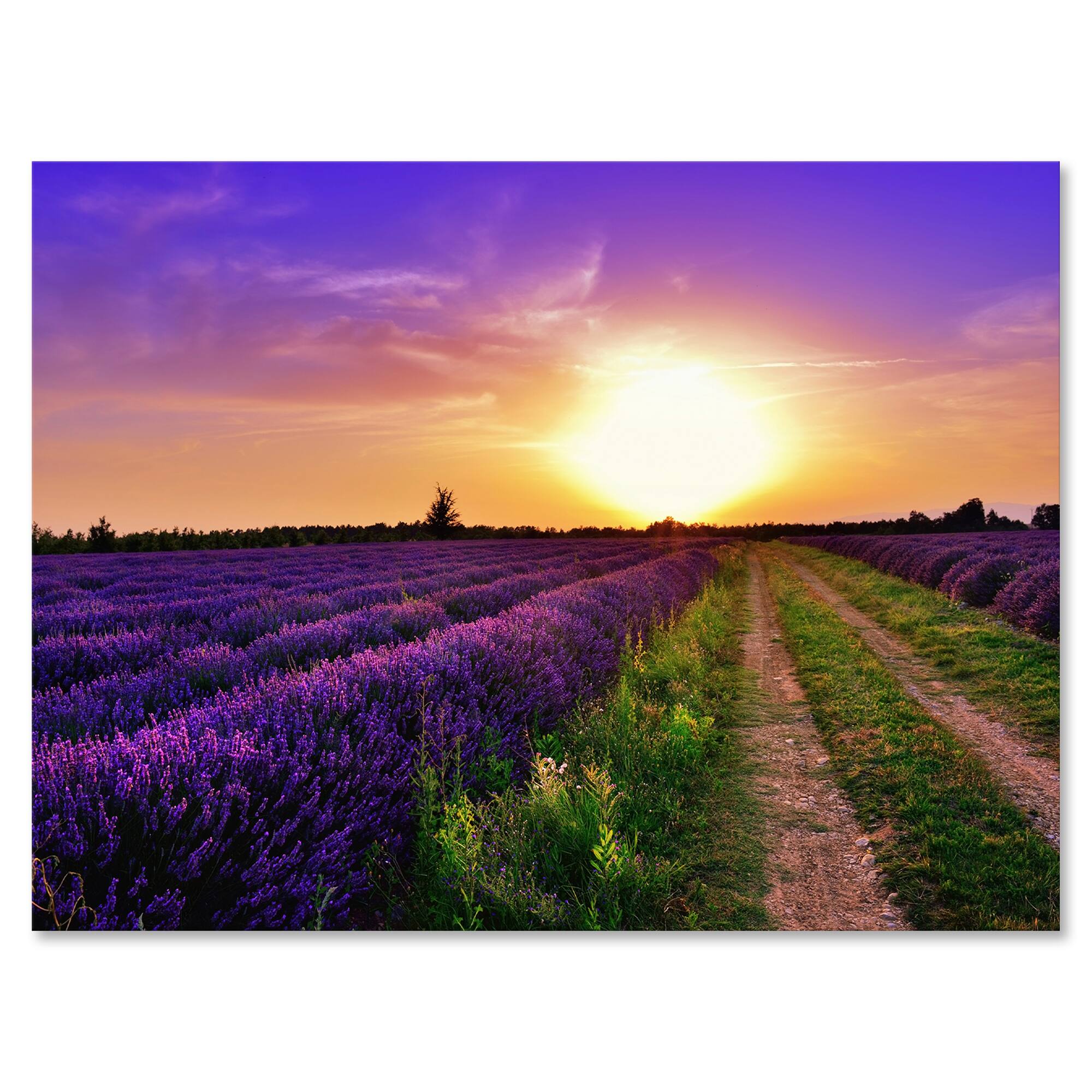 Designart - Lavender Field At Dawn II