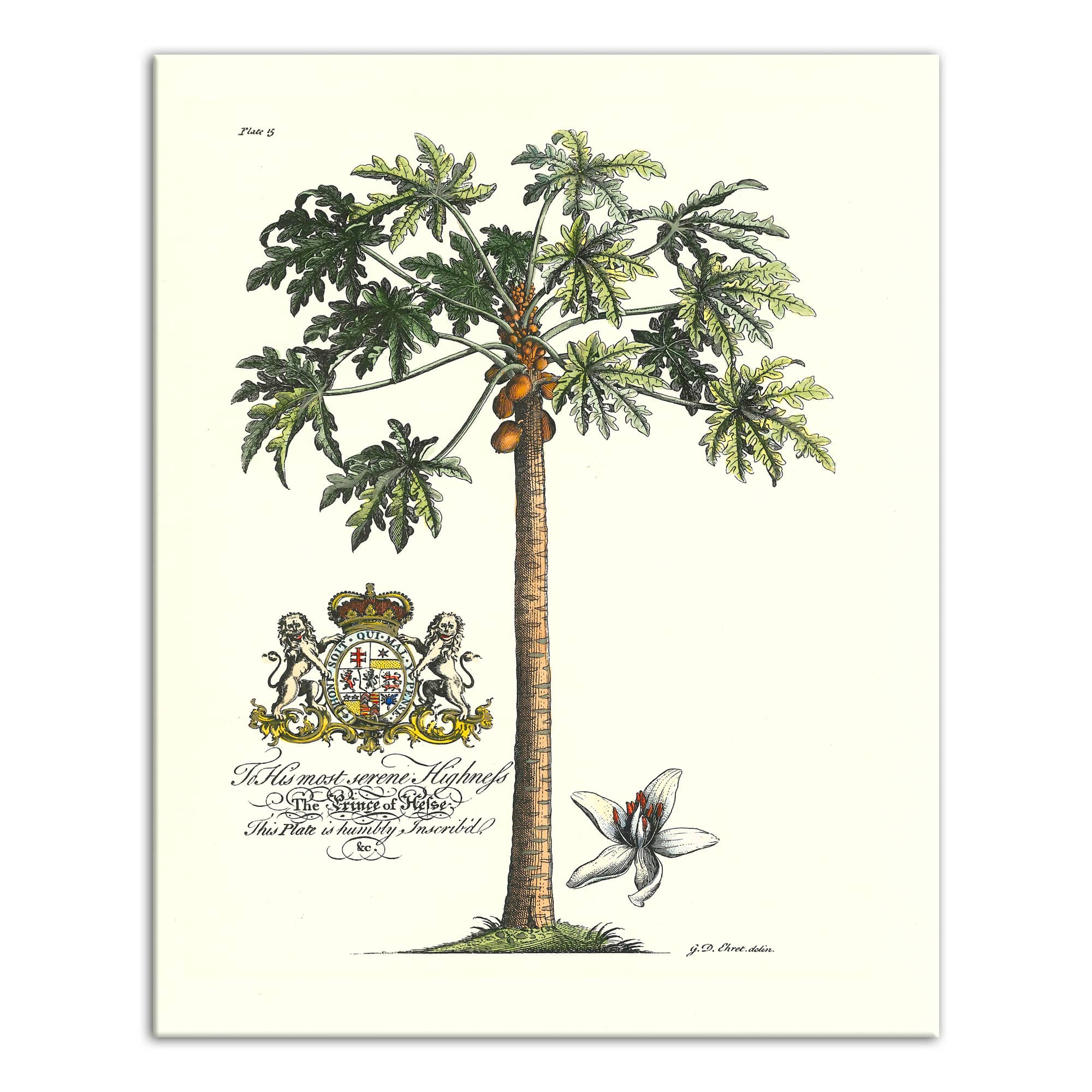 Vintage Botanical Print 16" x 20" Canvas Wall Art
