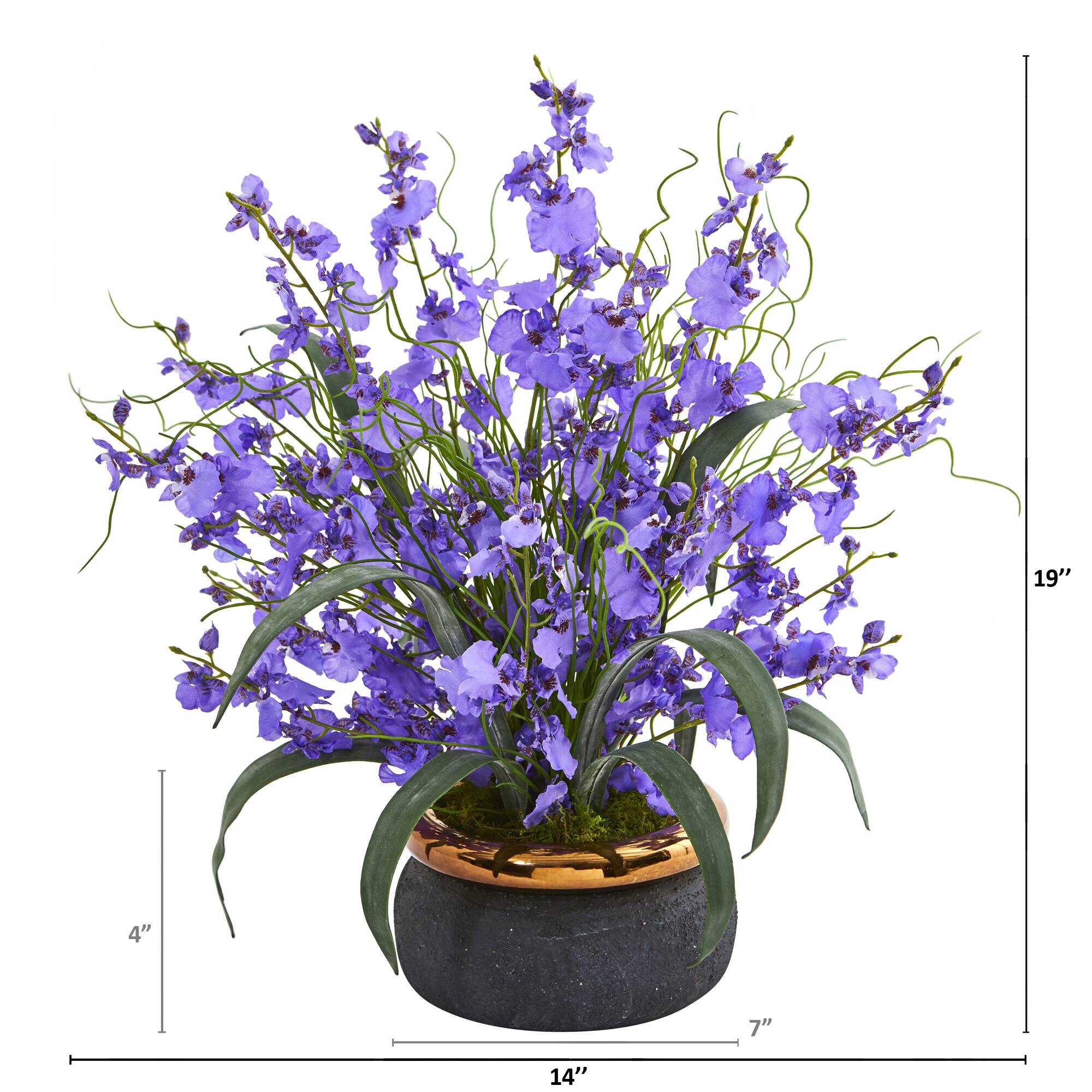 19" Dancing Lady Orchid in Black & Gold Vase