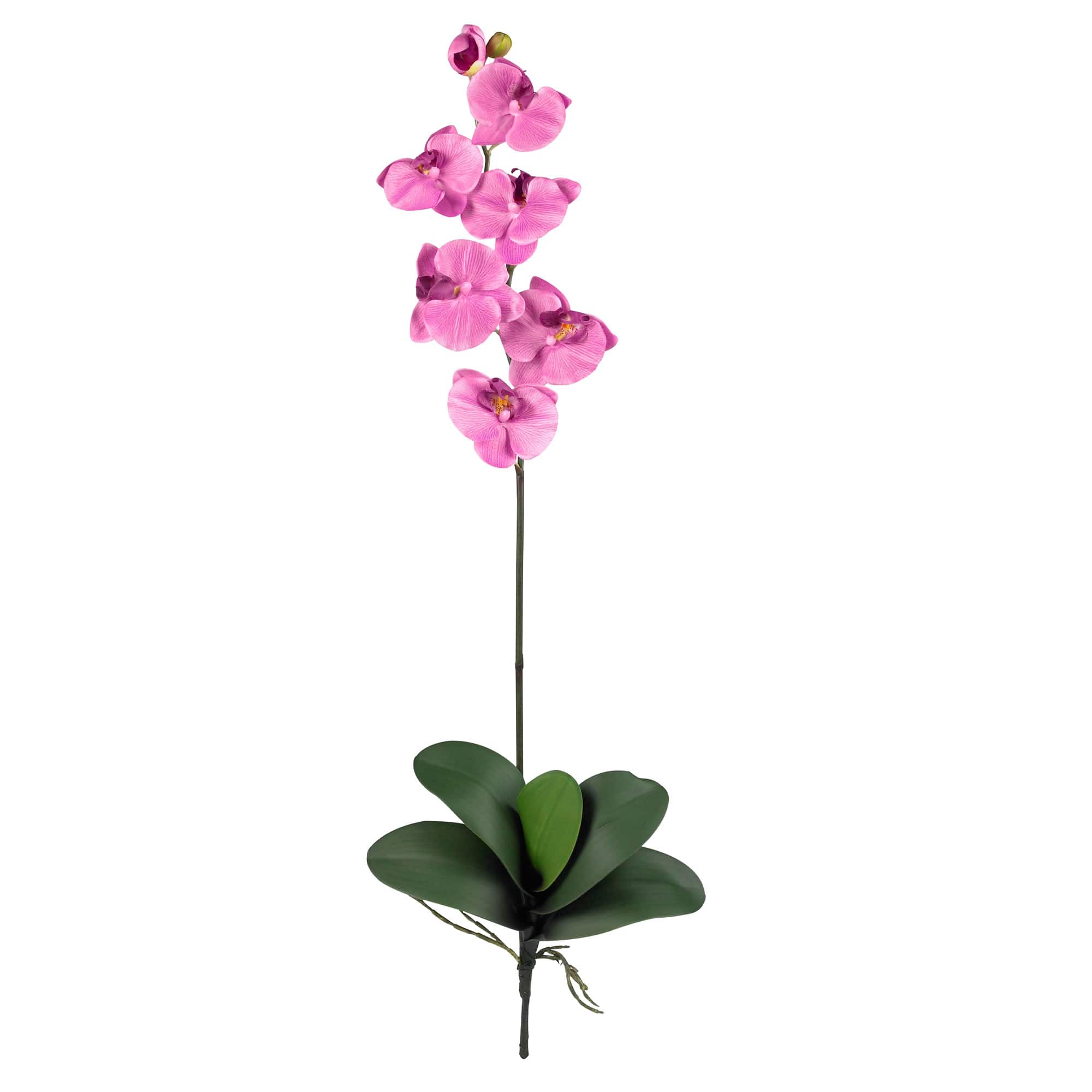 Purple Moth Orchid Stem, 12ct.