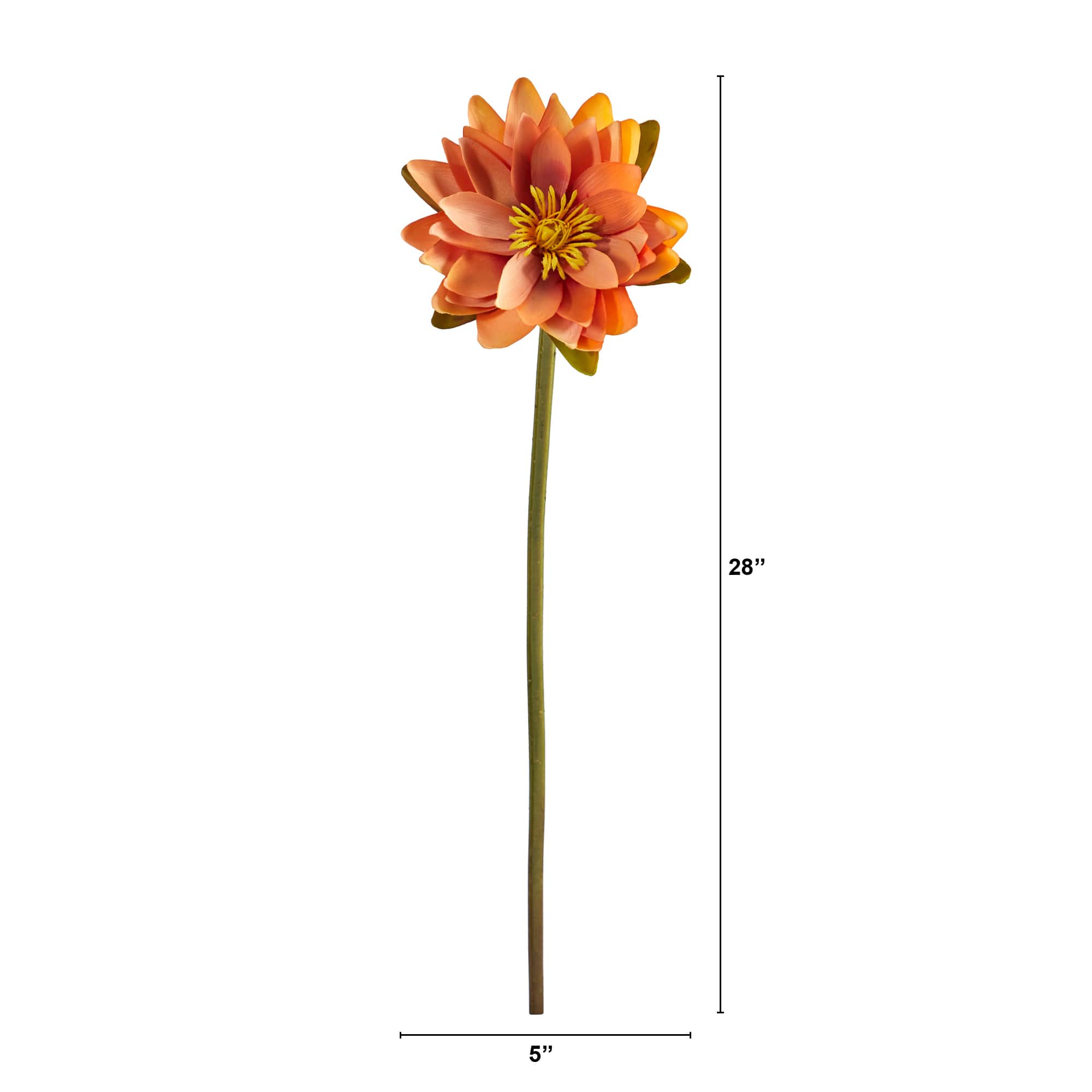 Lotus Flower Stems