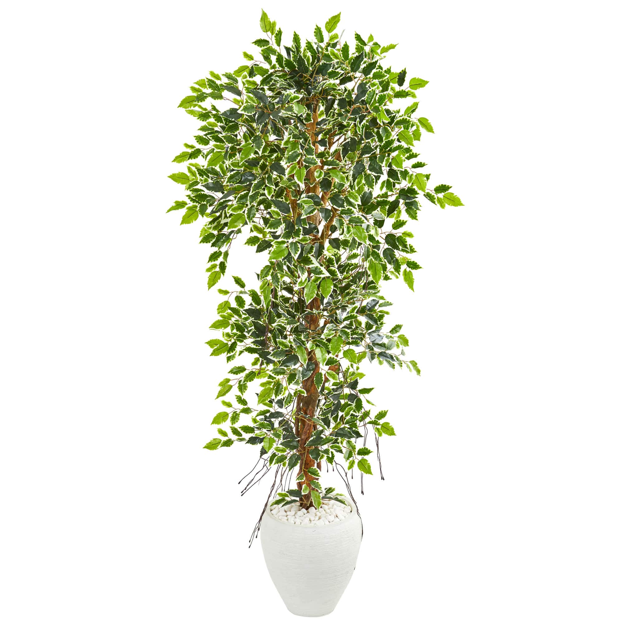 5.5ft. Elegant Ficus Tree in Decorative White Planter