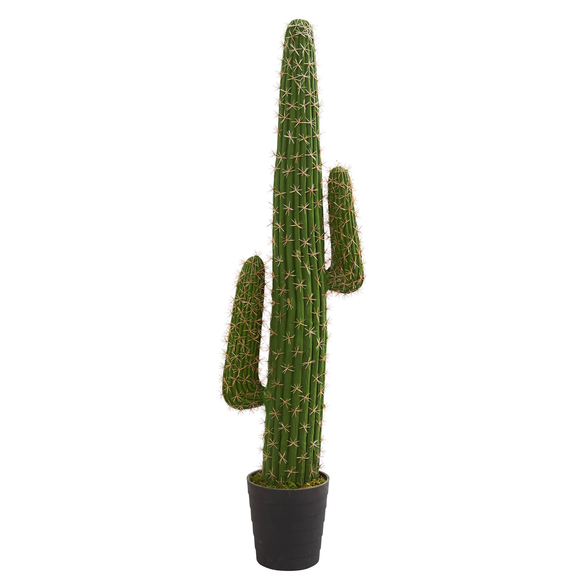 4.5’ Potted Cactus Plant