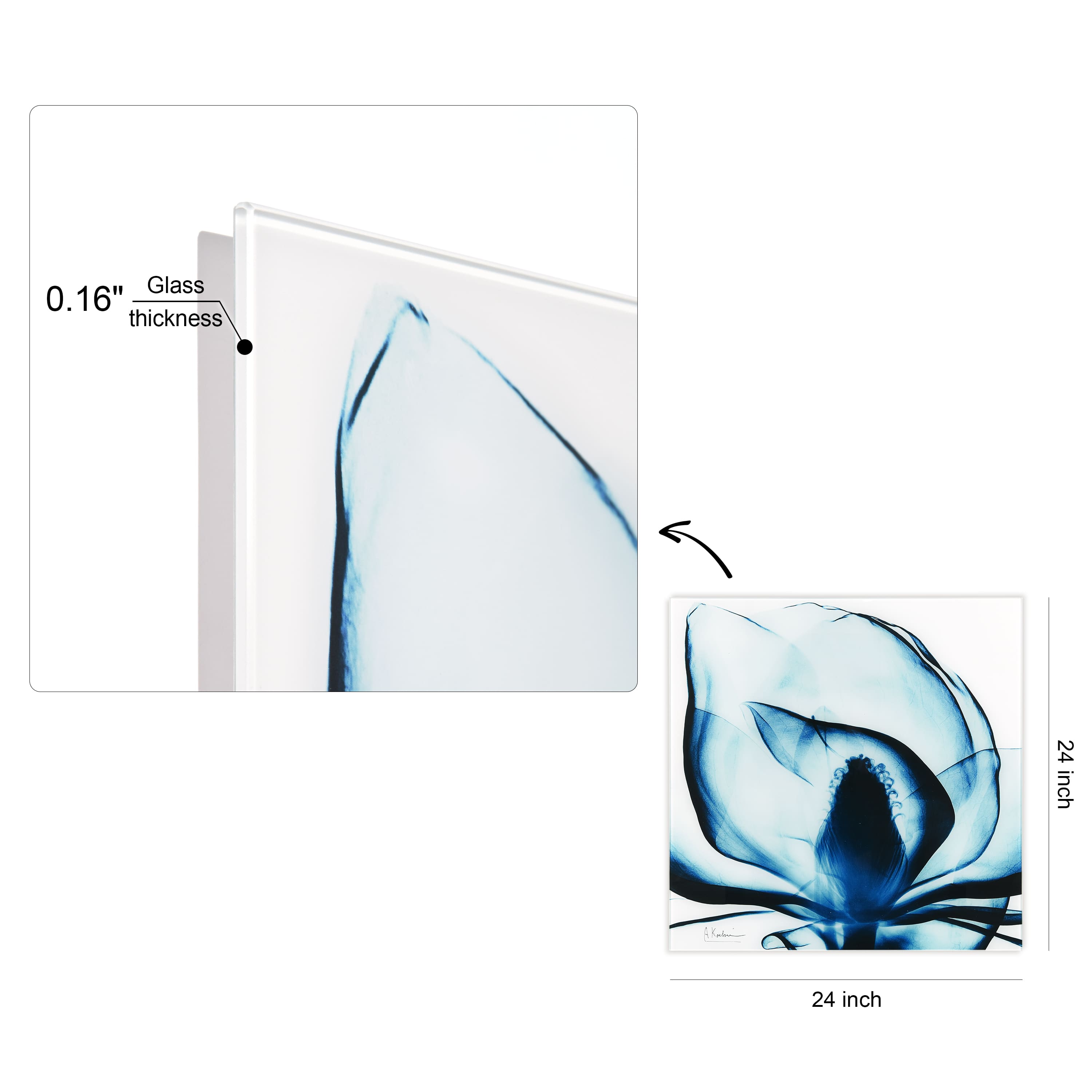 Empire Art Direct 24" x 24" Blue Magnolia X-Ray Frameless Free Floating Printed Tempered Glass Wall Art
