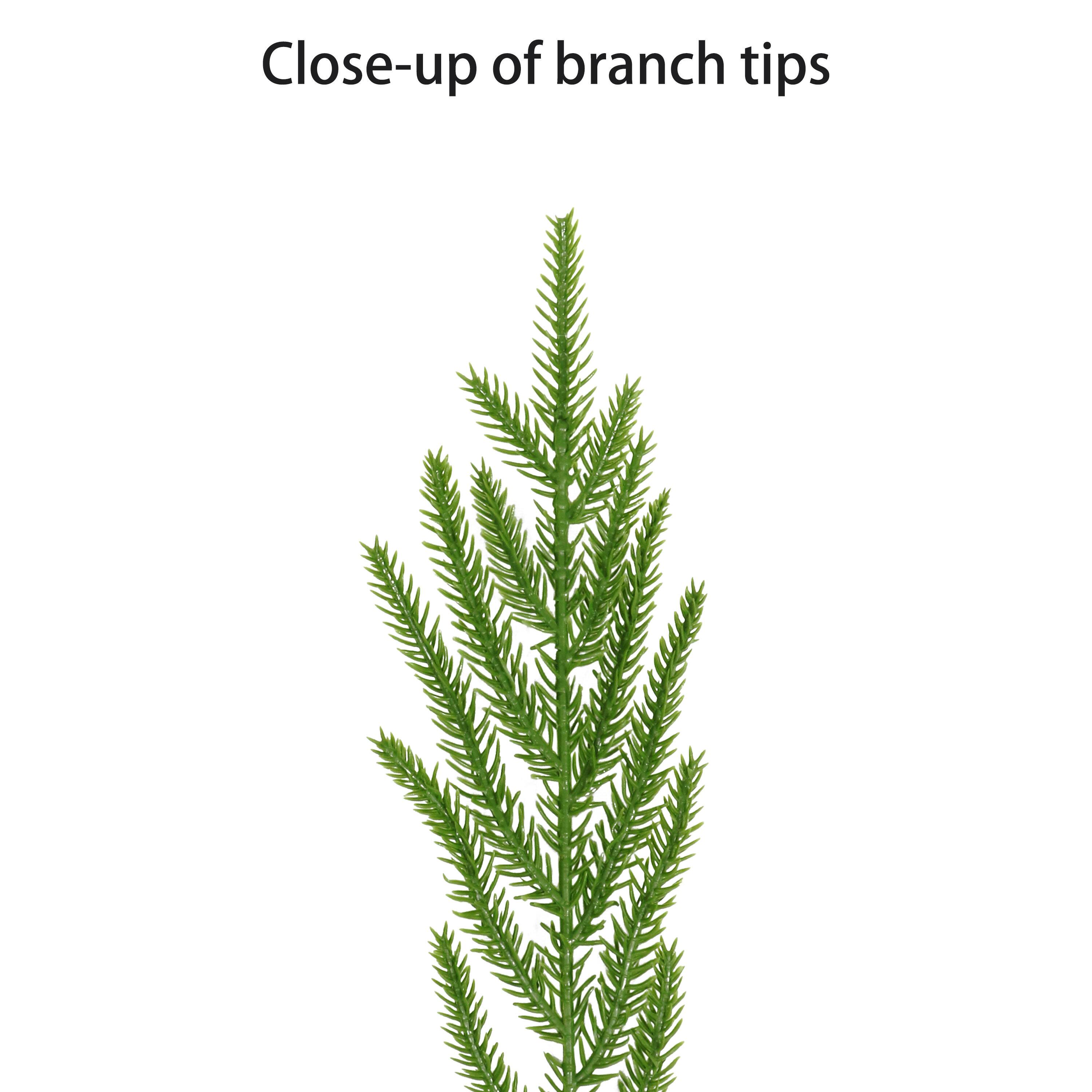 24" Soft Pine Artificial Christmas Wreath