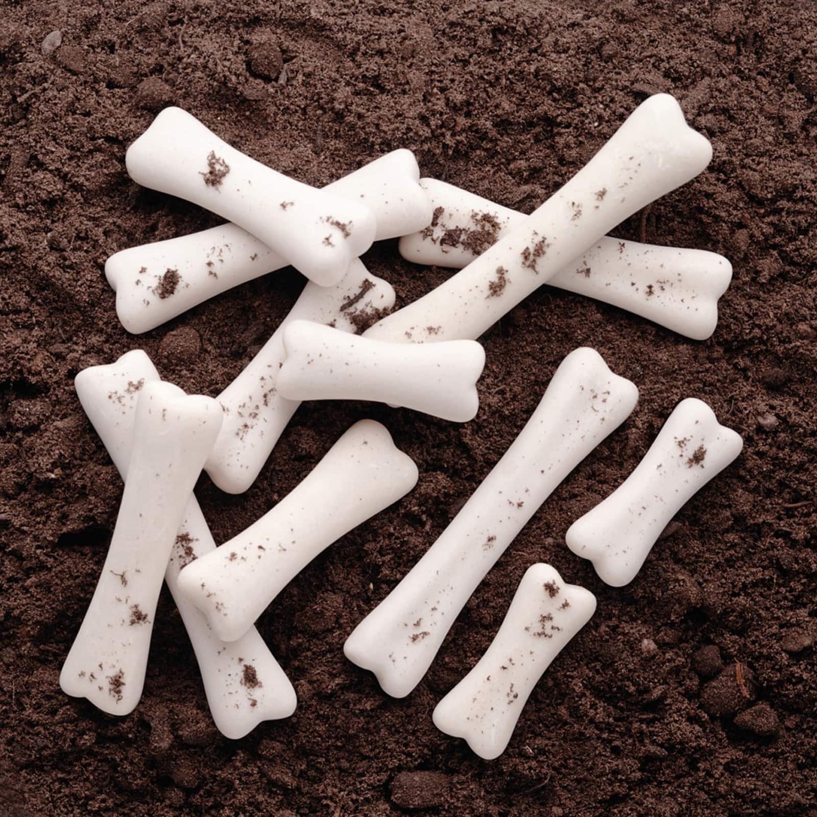 Yellow Door Dinosaur Bones Discovery Set