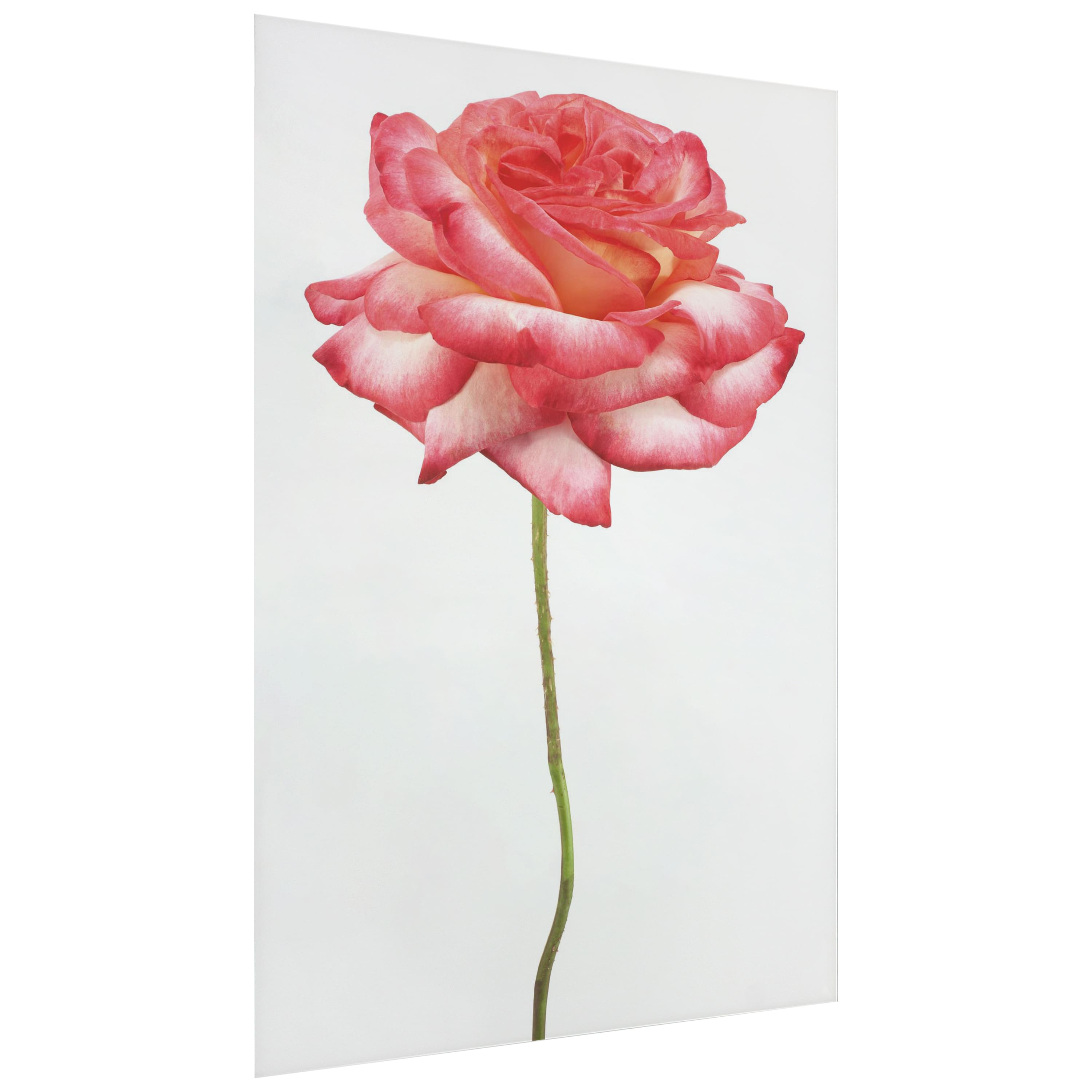 Empire Art Direct 32" x 48" Pink Rose Free Floating Tempered Glass Wall Art