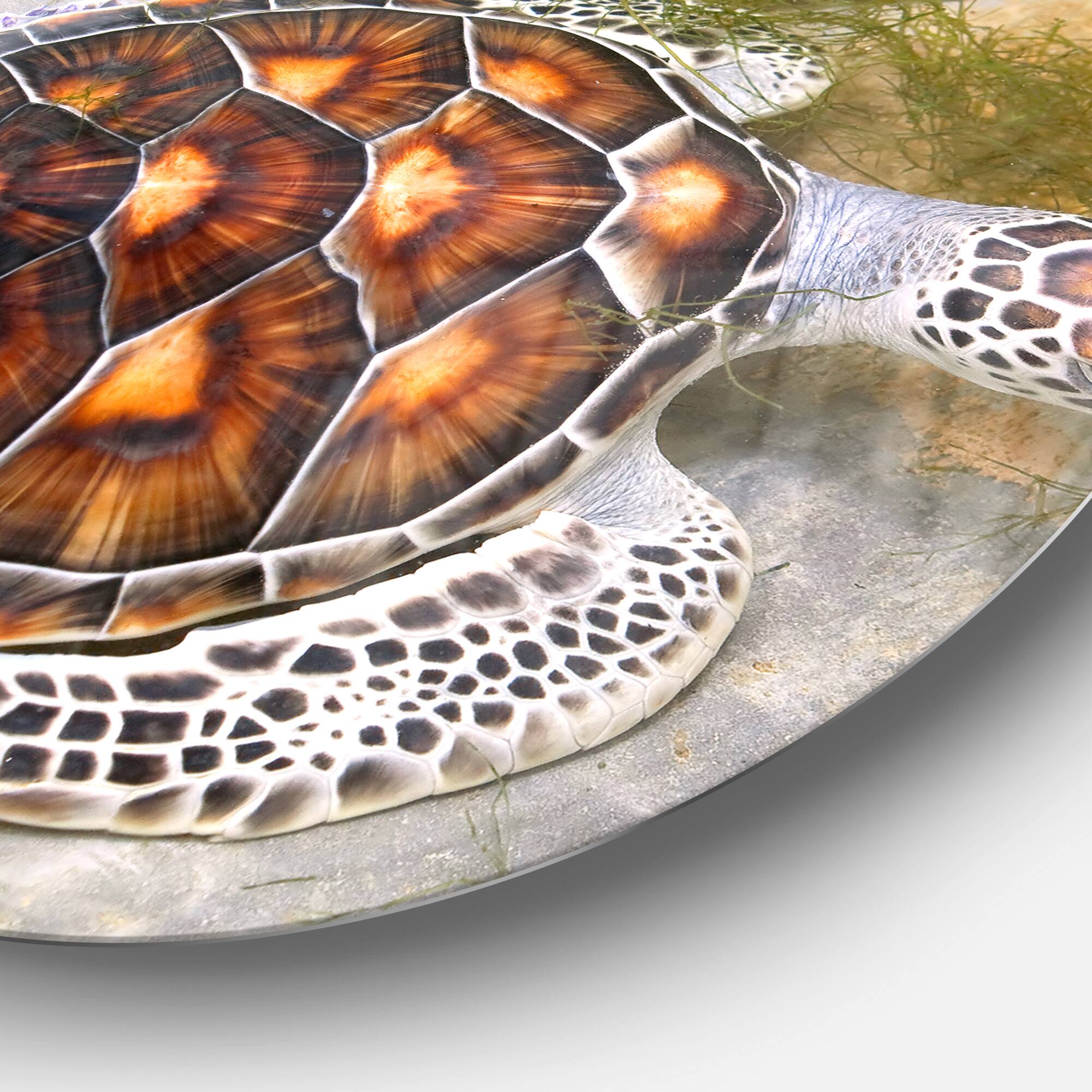 Designart - Sea Turtles in Nursery' Animal Circle Metal Wall Art